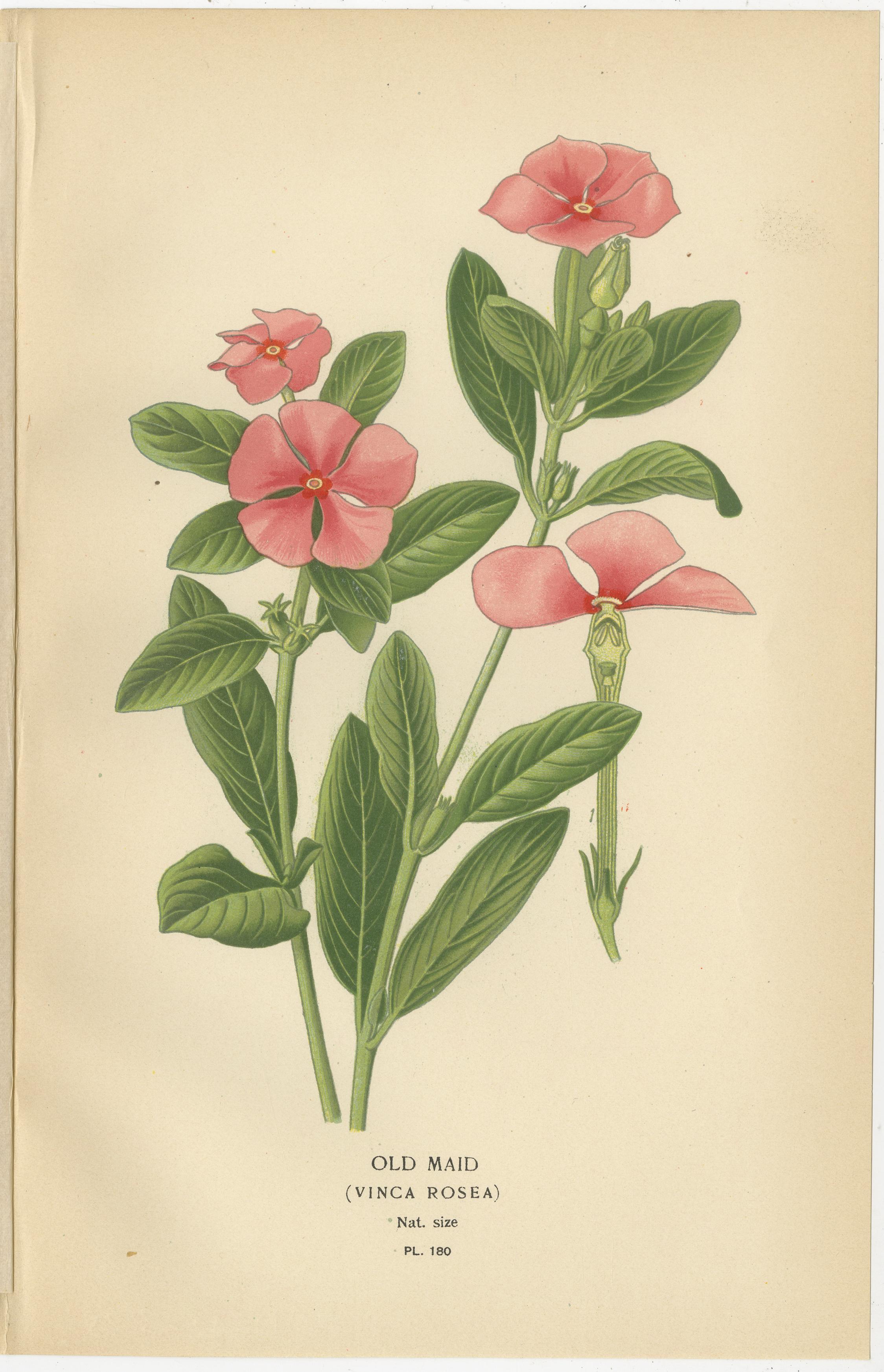 Title: 1897 Botanical Prints – Vinca, Oleander, and Redhead Milkweed  

This set of three original botanical prints from 1897 features the old maid (*Vinca rosea*), oleander (*Nerium oleander*), and redhead (*Asclepias curassavica*), published in