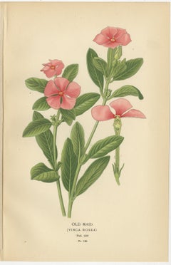 1897 Botanical Prints – Vinca, Oleander, and Redhead Milkweed