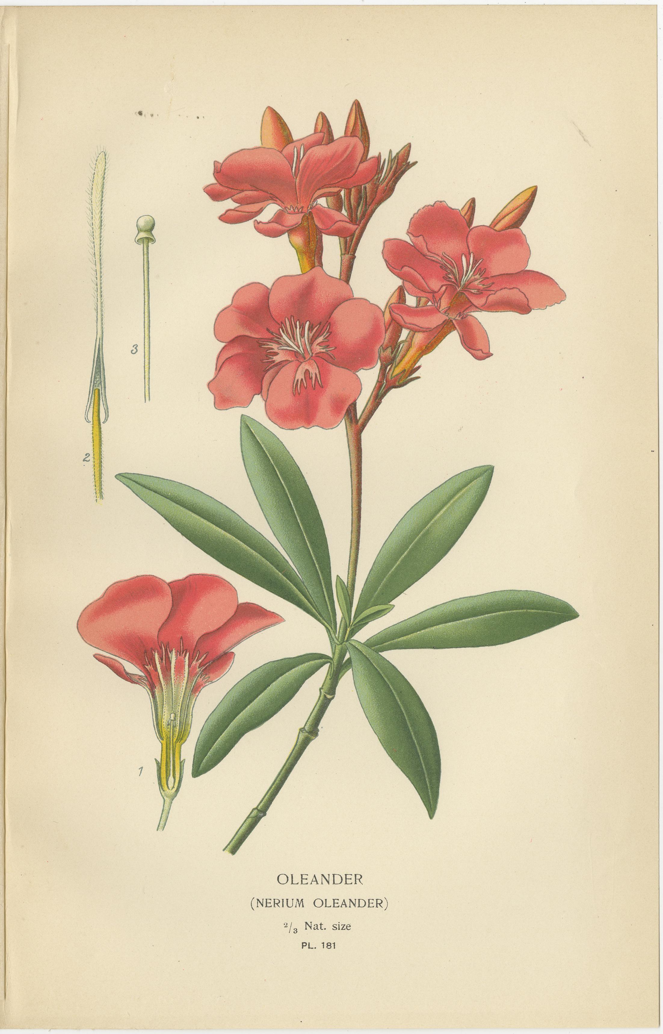 1897 Botanical Prints – Vinca, Oleander, and Redhead Milkweed In Good Condition For Sale In Langweer, NL