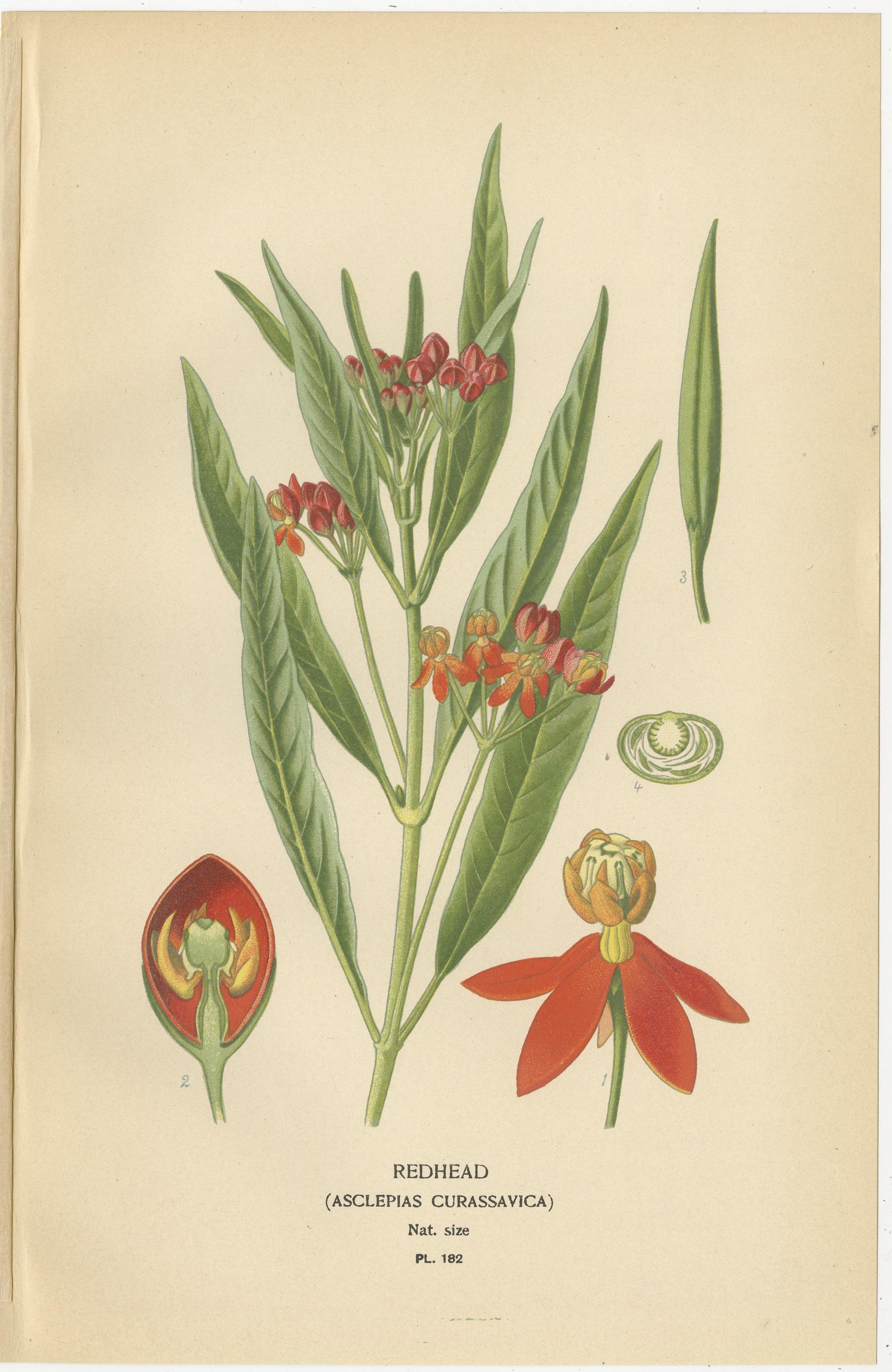 Late 19th Century 1897 Botanical Prints – Vinca, Oleander, and Redhead Milkweed For Sale