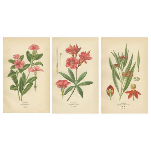 1897 Botanical Prints – Vinca, Oleander, and Redhead Milkweed