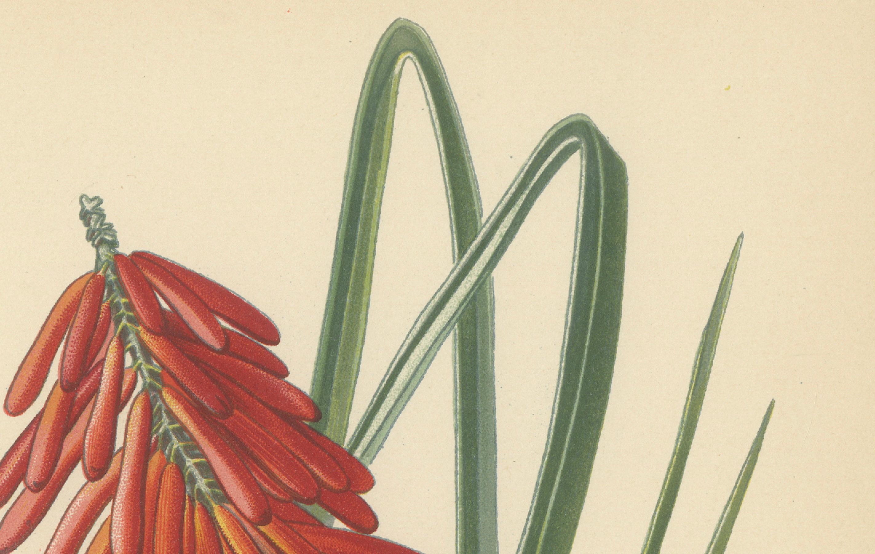Der Druck zeigt Kniphofia aloides, auch bekannt als Flammenblume oder Red Hot Poker. Diese Illustration stammt aus Edward Steps 