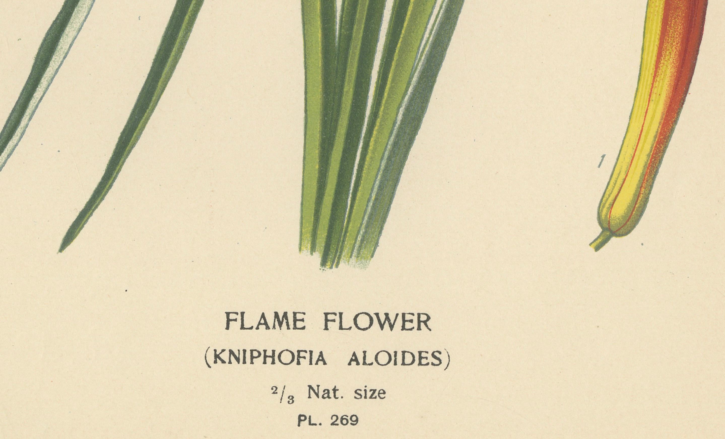 1897 Chromolithographie der Flammenblume aus der botanischen Sammlung von Step im Zustand „Gut“ im Angebot in Langweer, NL