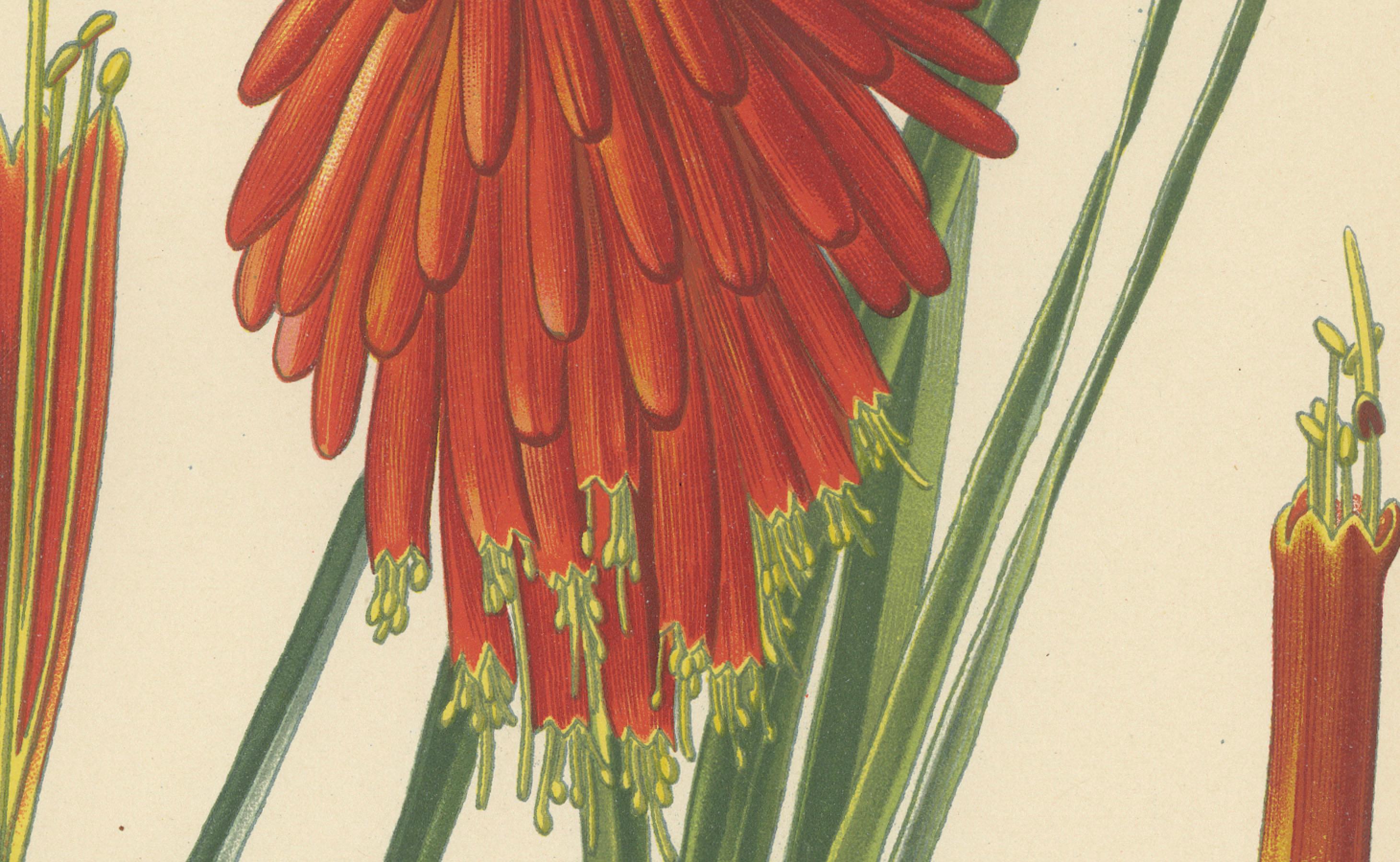 1897 Chromolithographie der Flammenblume aus der botanischen Sammlung von Step (Spätes 19. Jahrhundert) im Angebot