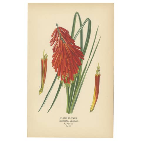 1897 Chromolithograph of the Flame Flower from Step's Botanical Collection