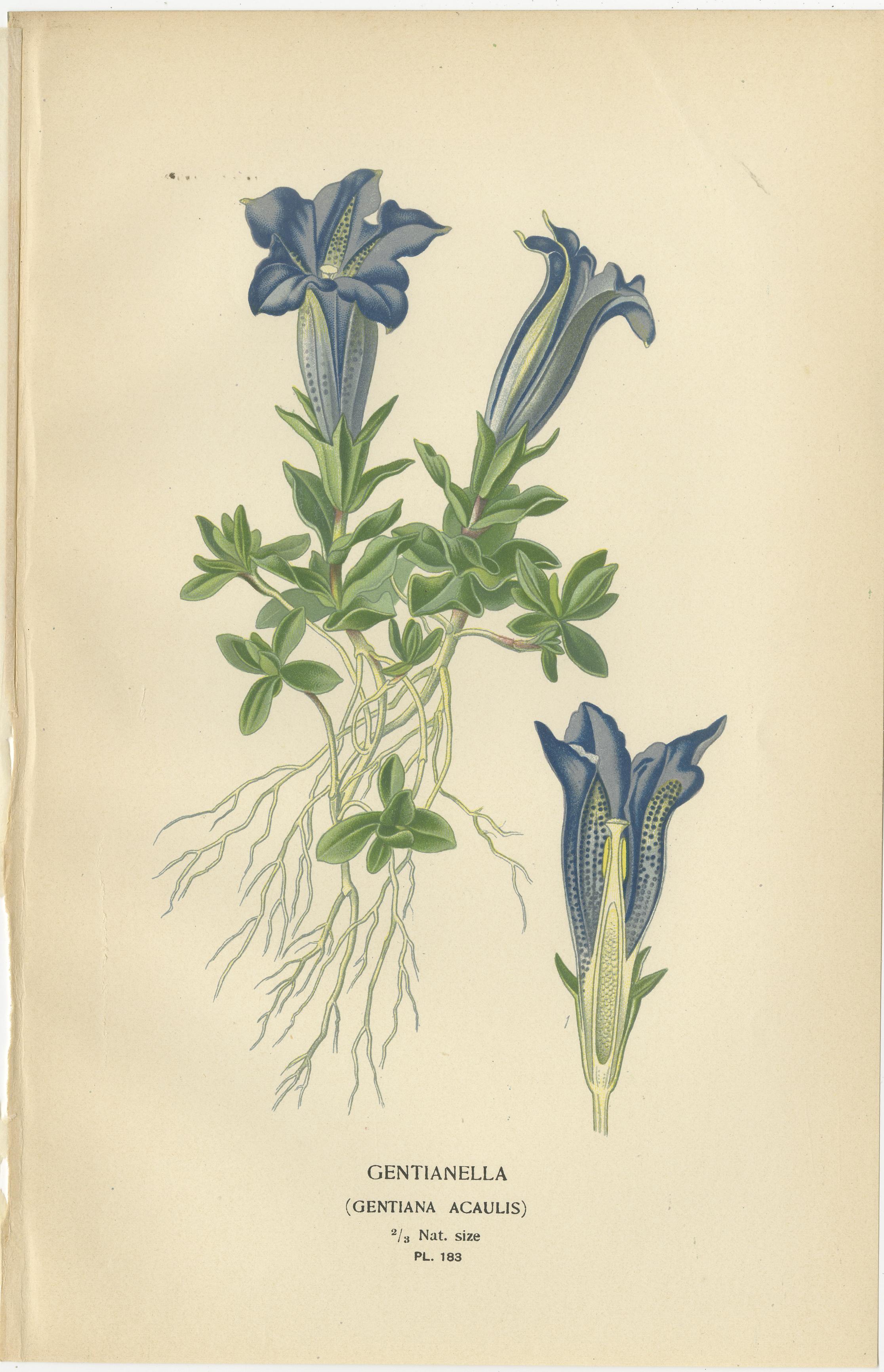 Title: 1897 Botanical Prints – Gentianella and Phlox Subulata  

Description:  This pair of original 1897 botanical prints features gentianella (Gentiana acaulis) and moss phlox (Phlox subulata and varieties), published in 'Favourite Flowers of