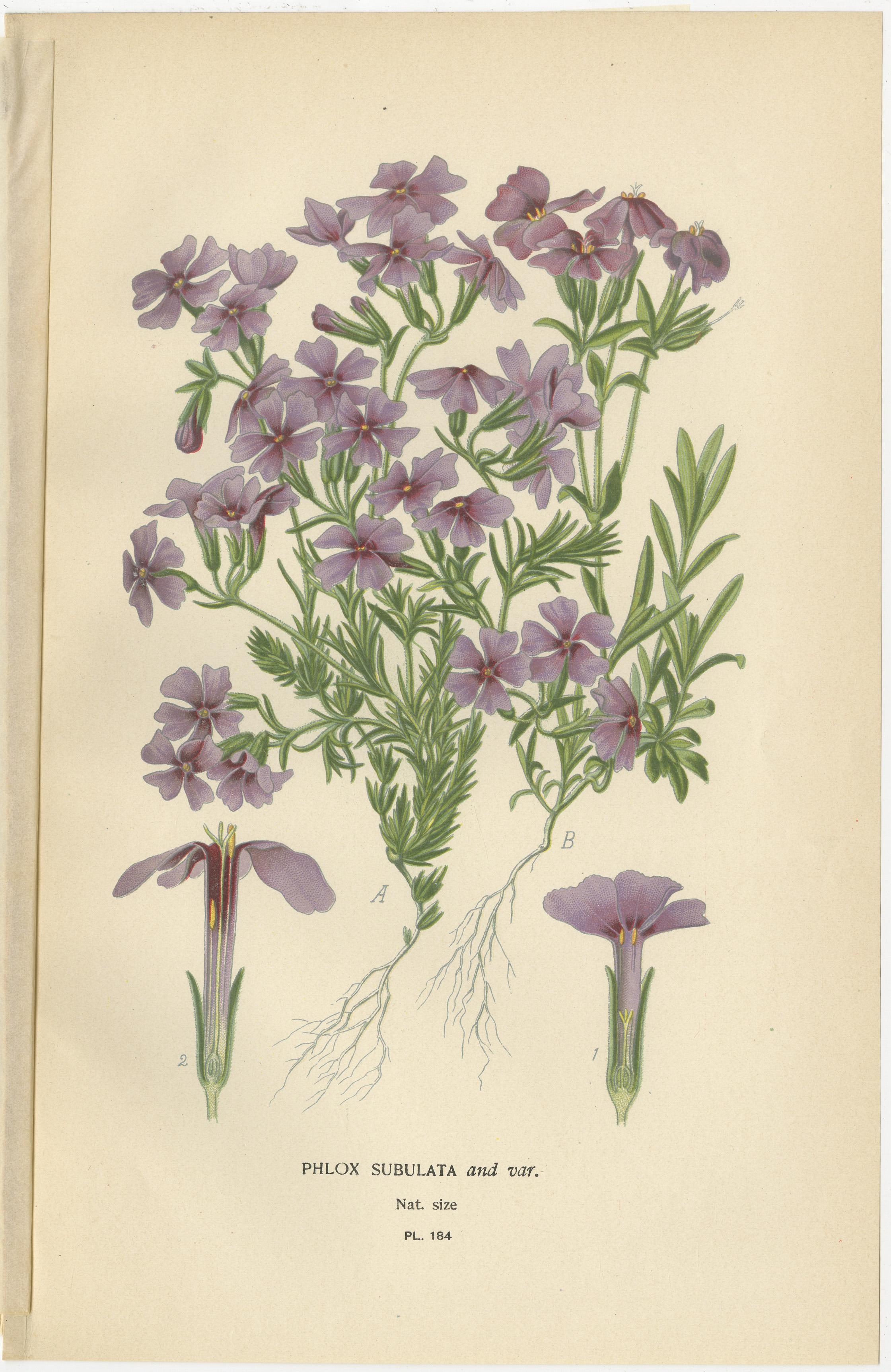 1897 Colourful Decorative Botanical Prints – Gentianella and Phlox Subulata In Good Condition For Sale In Langweer, NL