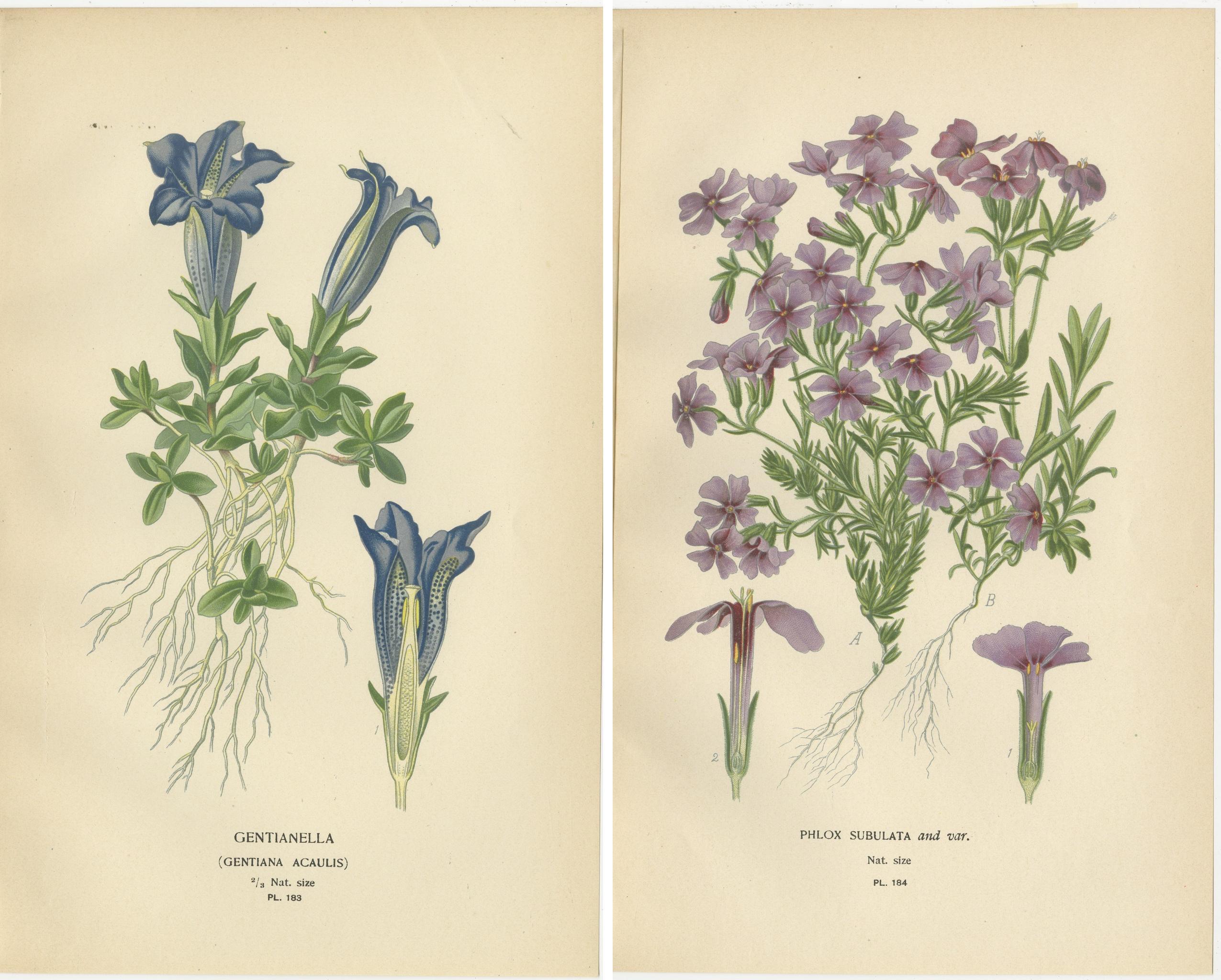 Late 19th Century 1897 Colourful Decorative Botanical Prints – Gentianella and Phlox Subulata For Sale