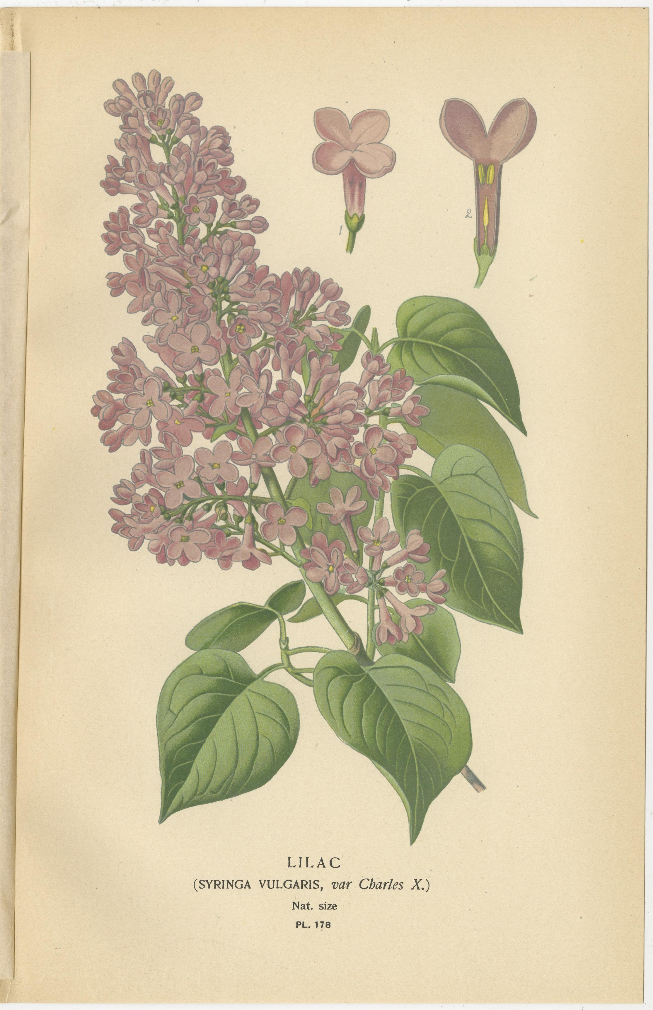 1897 Botanical Prints – Lilac and Persian Lilac  
  
These two original botanical prints from 1897 feature the lilac (*Syringa vulgaris var. Charles X*) and the Persian lilac (*Syringa persica*). Published in *Favourite Flowers of Garden and