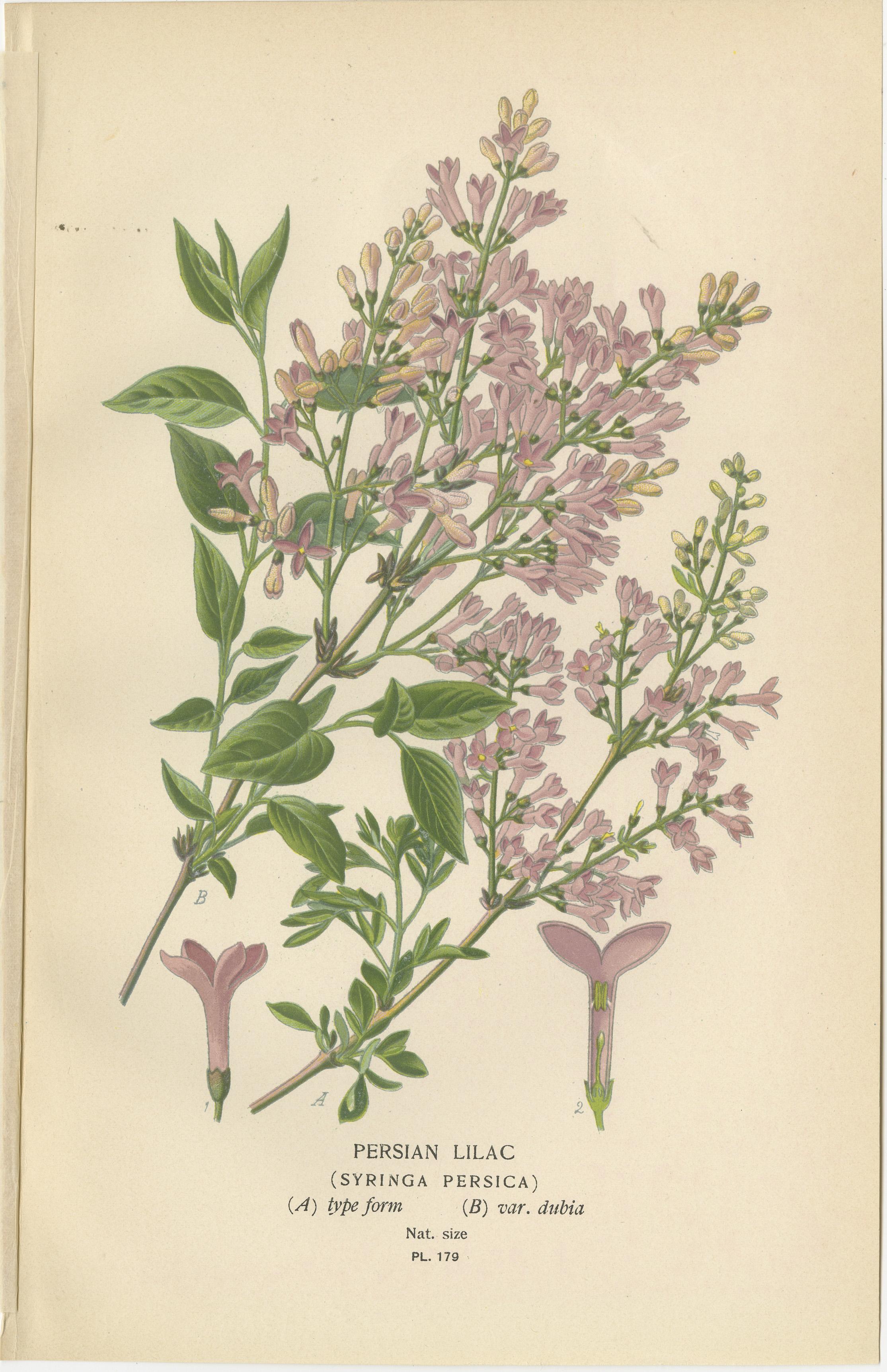 1897 Decorative Antique Botanical Prints – Lilac and Persian Lilac In Good Condition For Sale In Langweer, NL