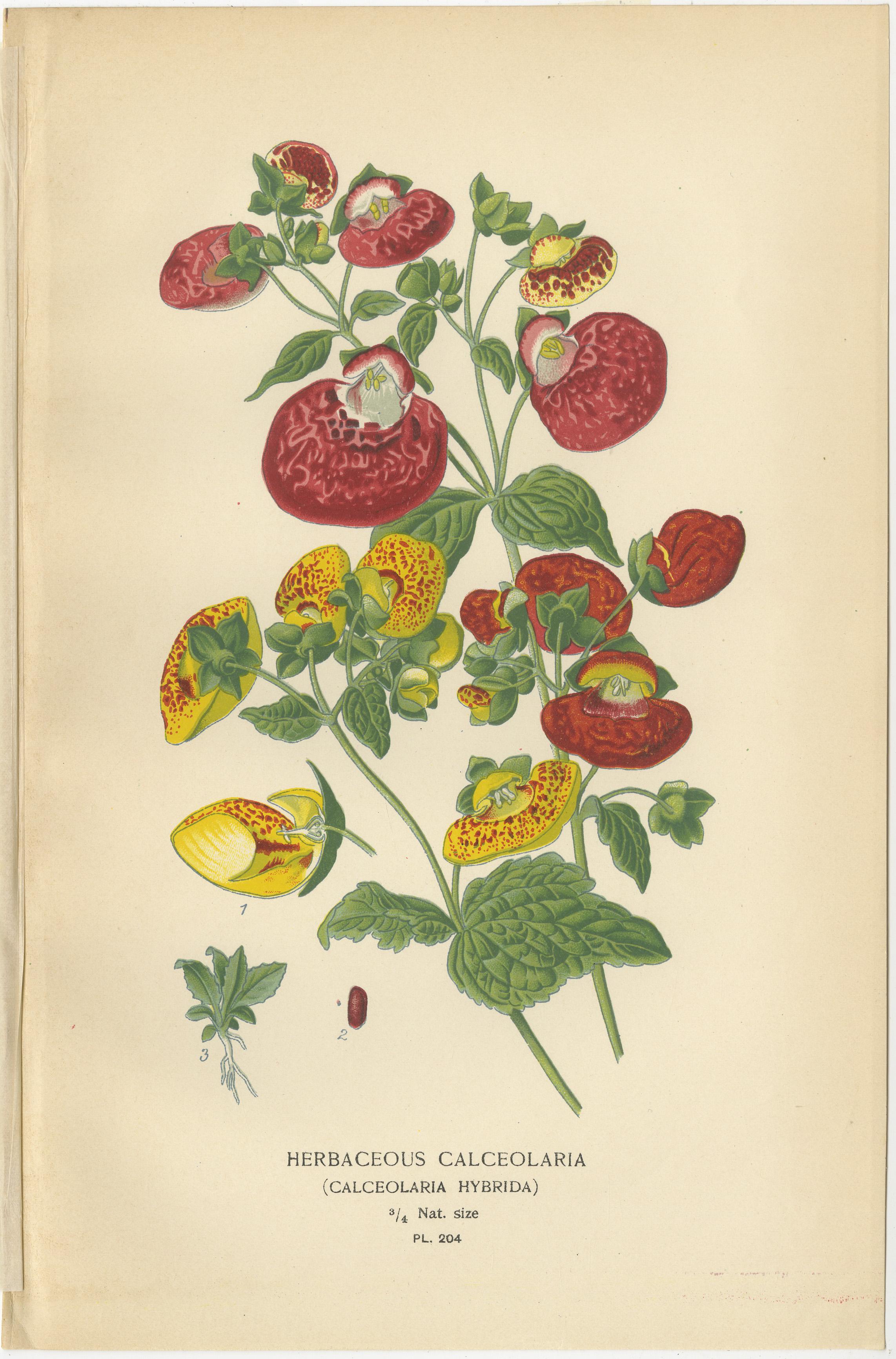 Titel: 1897 Botanische Drucke - Calceolaria Hybrida, Rugosa und Alonsoa  

Beschreibung:  
Dieser Satz von drei botanischen Originaldrucken aus dem Jahr 1897 zeigt die krautige Calceolaria (Calceolaria hybrida), Calceolaria rugosa und Alonsoa