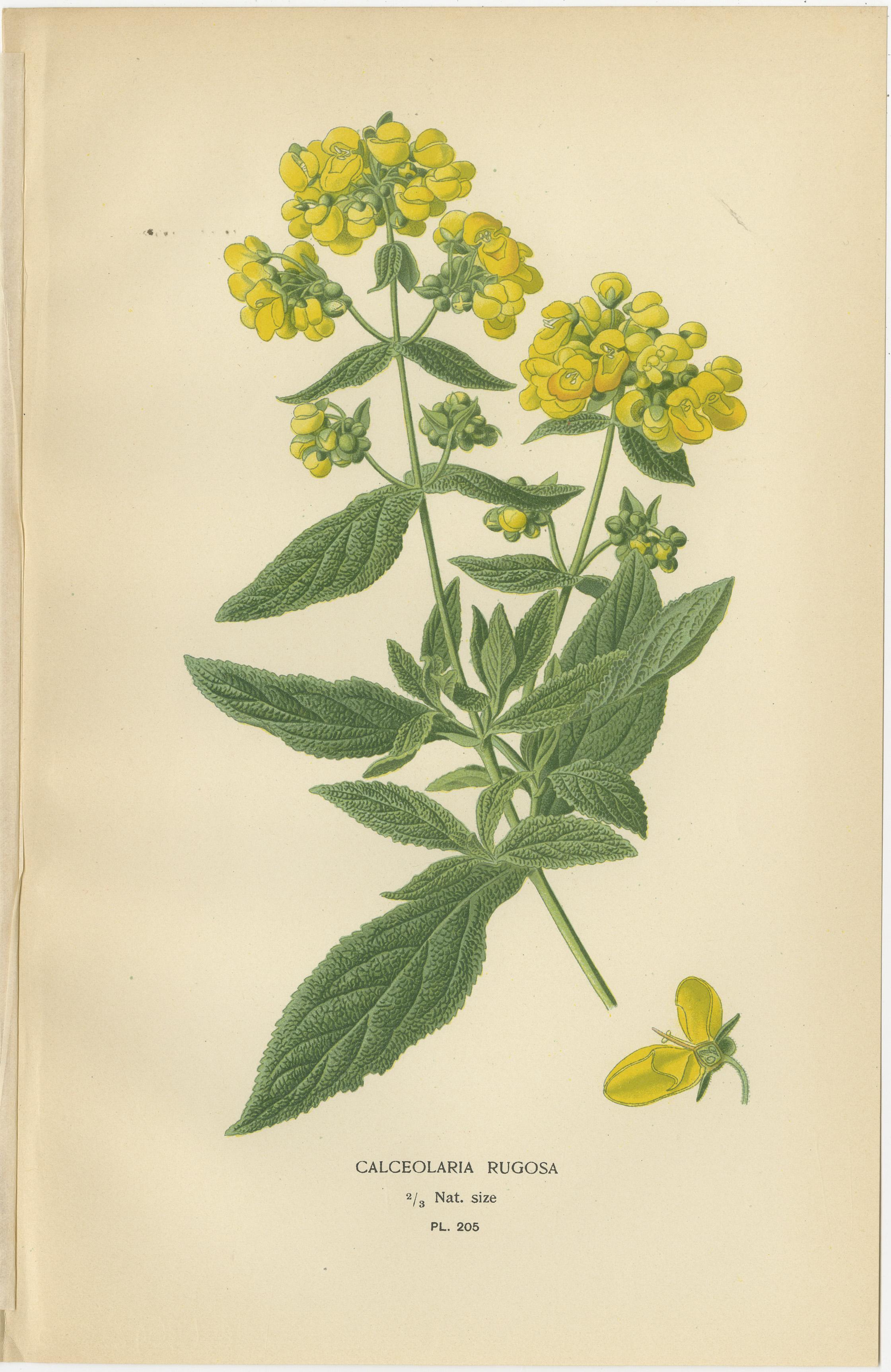 1897 Dekorative botanische Drucke - Calceolaria Hybrida, Rugosa, und Alonsoa im Zustand „Gut“ im Angebot in Langweer, NL