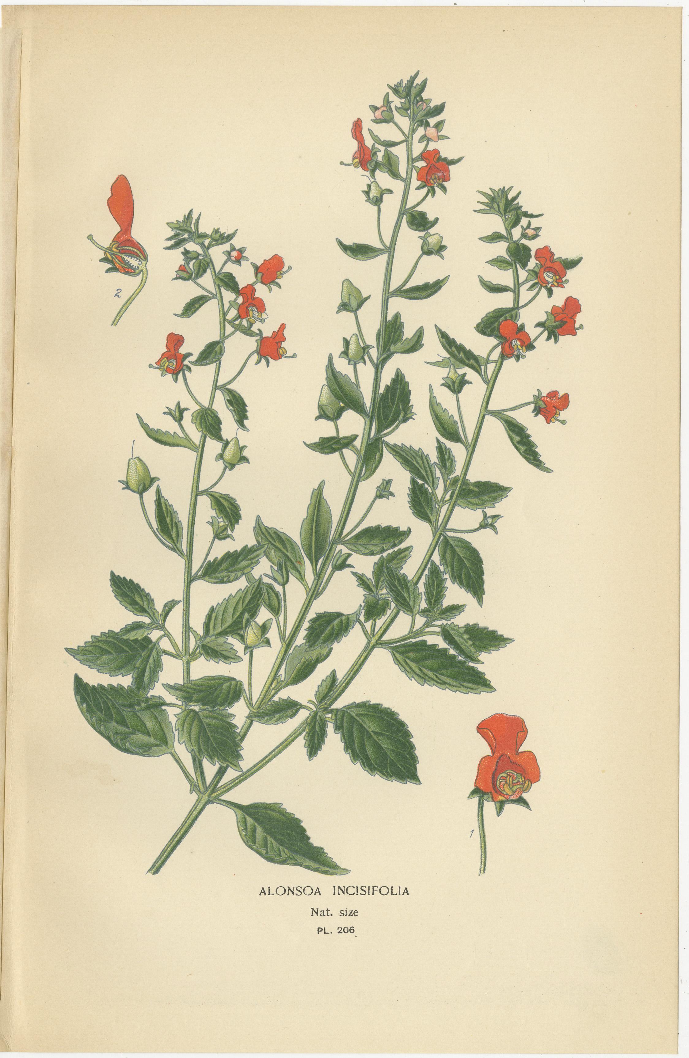 1897 Dekorative botanische Drucke - Calceolaria Hybrida, Rugosa, und Alonsoa (Spätes 19. Jahrhundert) im Angebot