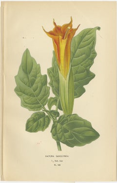 1897 Decorative Old Botanical Prints – Datura Sanguinea and Hybrid Petunias
