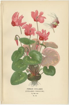 1897 Original Antique Botanical Prints – Persian Cyclamen and Jasmine