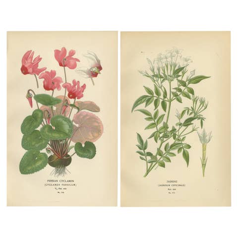 1897 Original Antique Botanical Prints – Persian Cyclamen and Jasmine