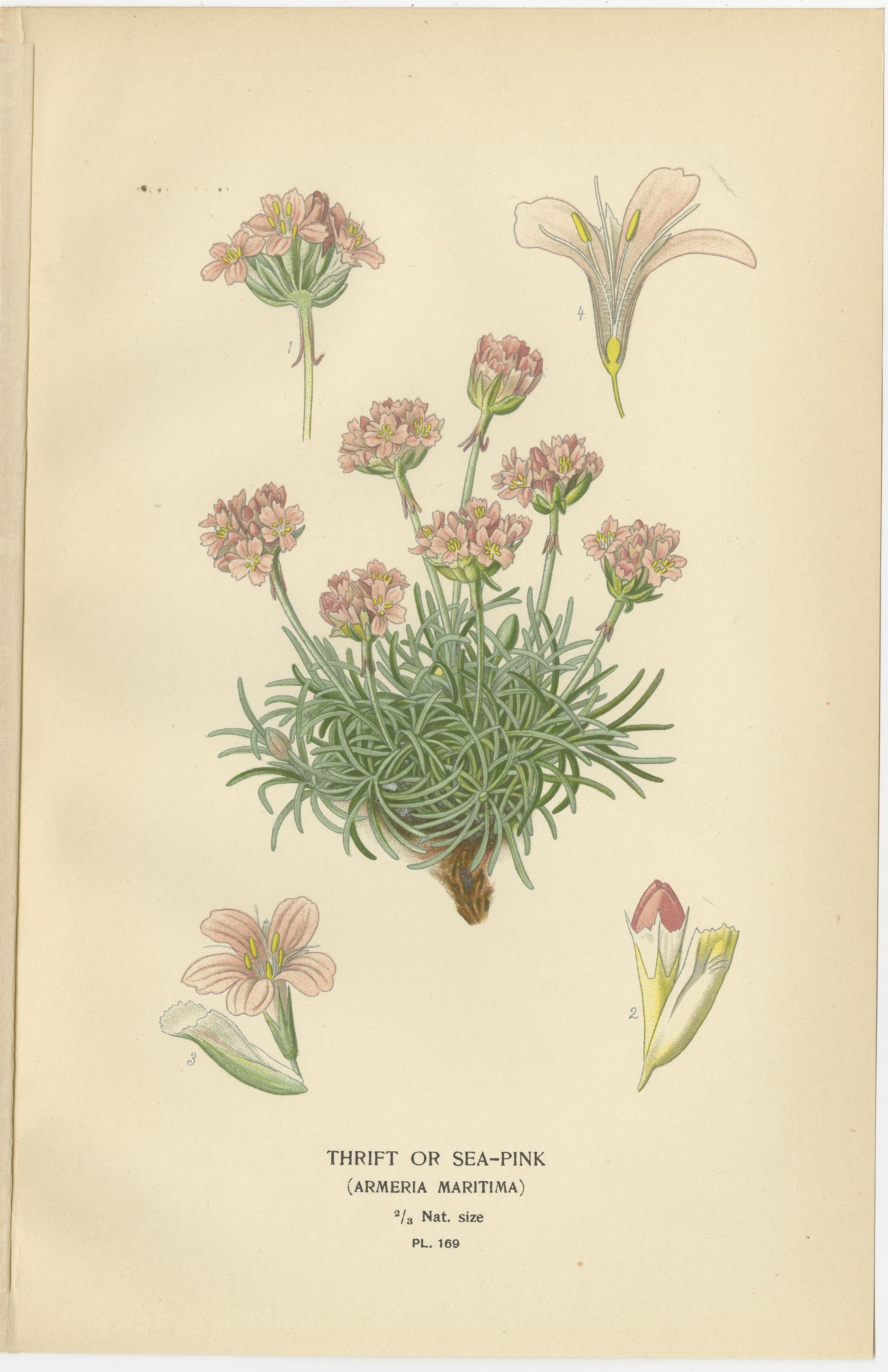 Titel: 1897 Botanische Drucke - Seerose, Ceratostigma und Primel  

Dieser Satz von drei botanischen Originaldrucken aus dem Jahr 1897 zeigt den Strandflieder (Armeria maritima), den Bleiwurz (Ceratostigma plumbaginoides) und die Schlüsselblume