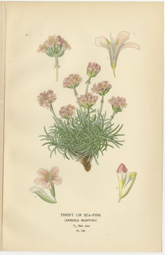 1897 Original Antique Botanical Prints – Sea-Pink, Ceratostigma, and Primrose