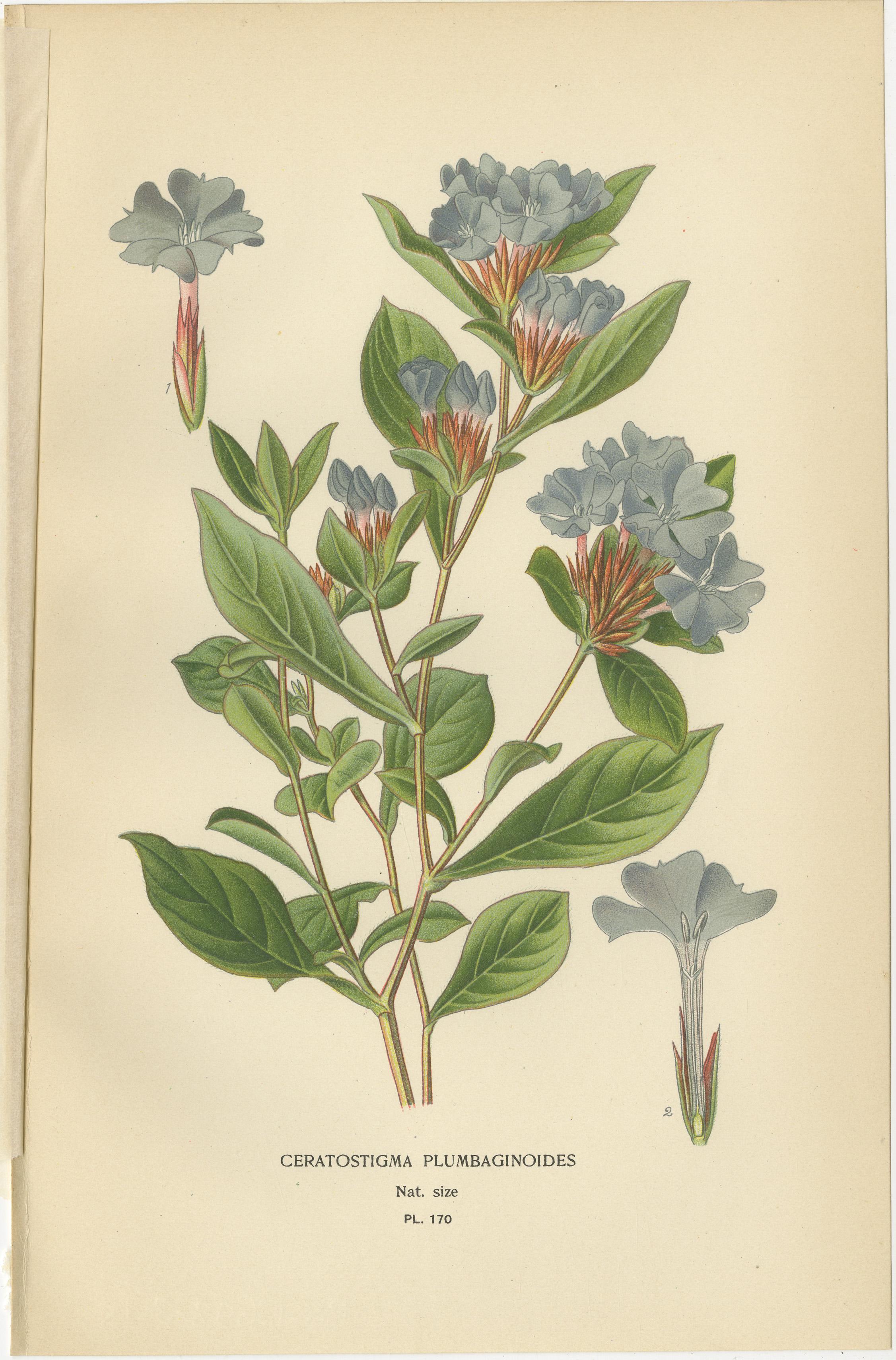 1897 Original-Antik-Botanikdrucke - Seerose, Ceratostigma und Primel im Zustand „Gut“ im Angebot in Langweer, NL