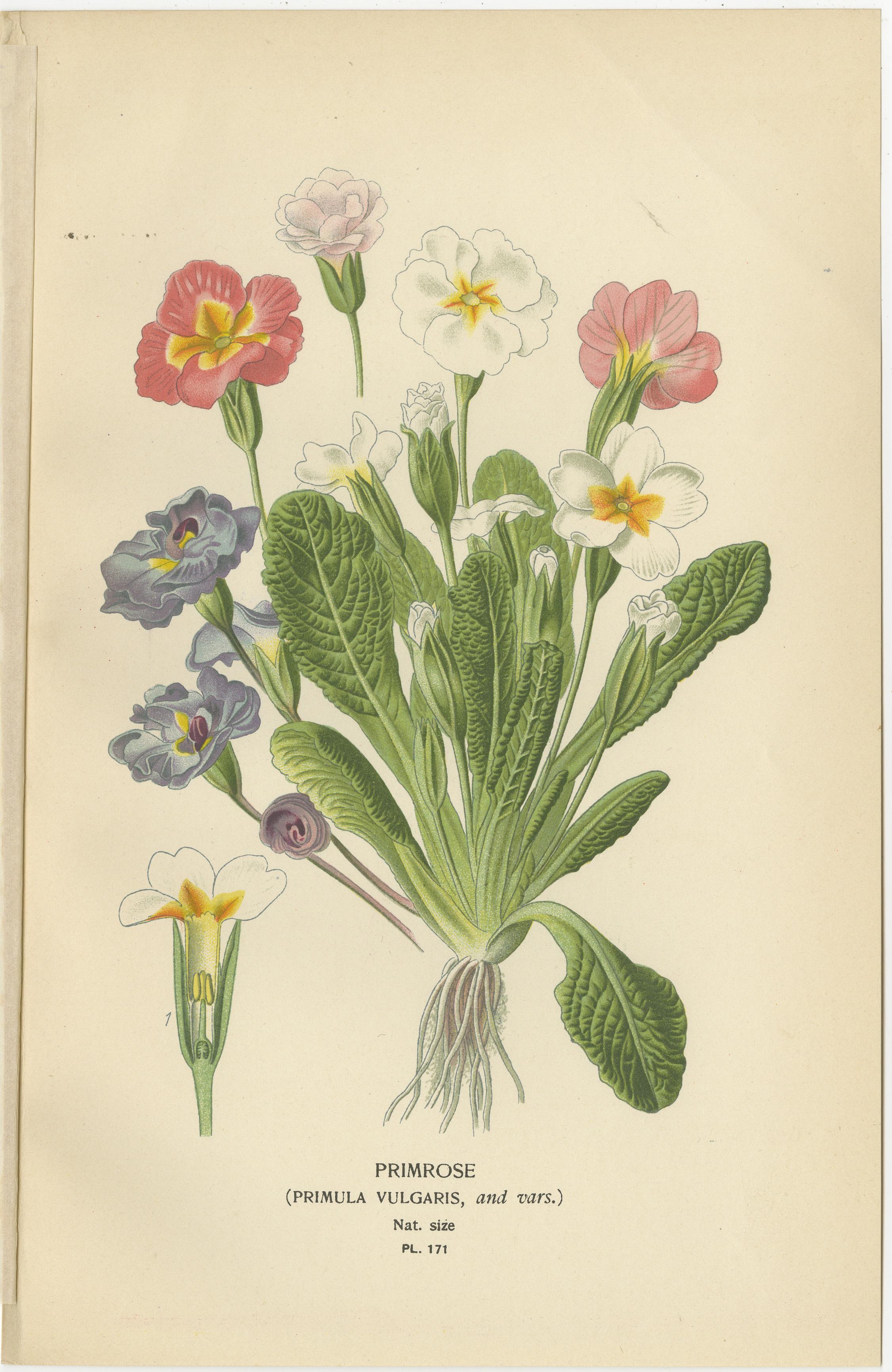 1897 Original-Antik-Botanikdrucke - Seerose, Ceratostigma und Primel (Spätes 19. Jahrhundert) im Angebot