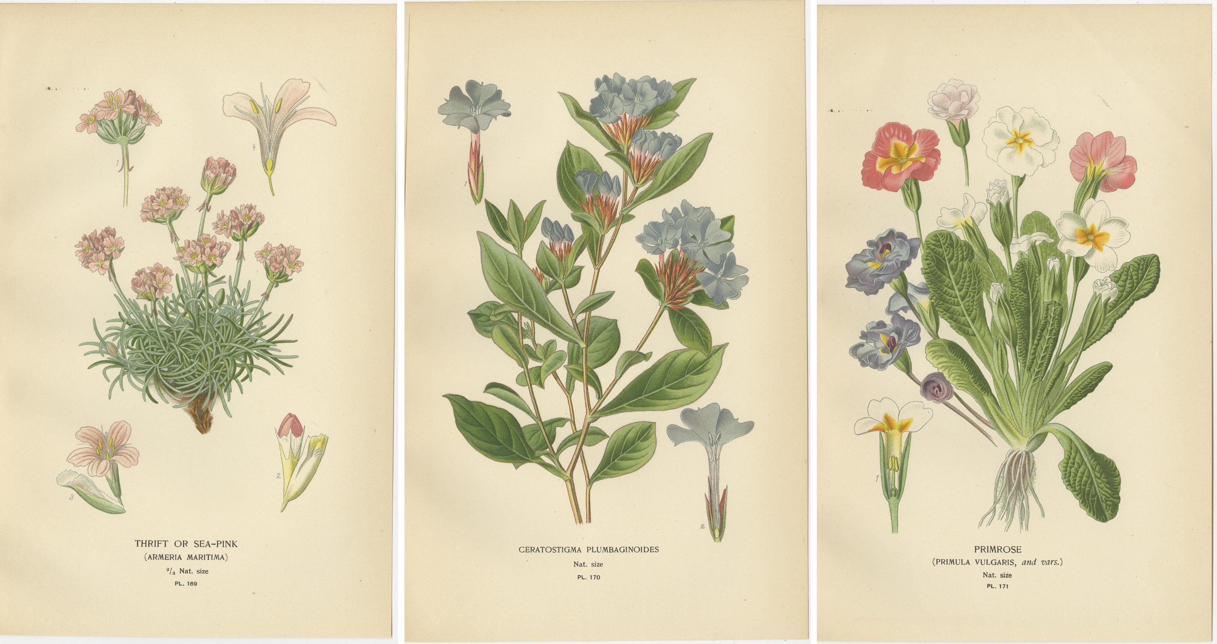 1897 Original-Antik-Botanikdrucke - Seerose, Ceratostigma und Primel (Papier) im Angebot