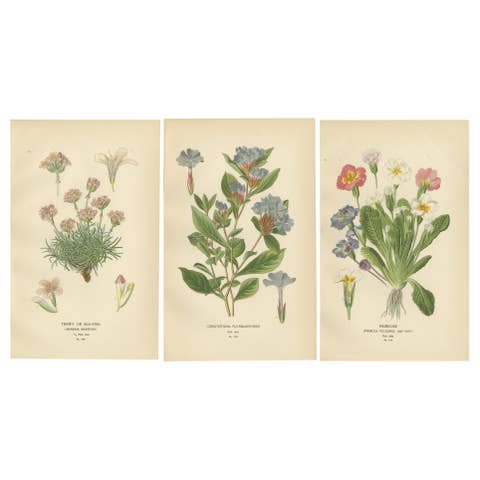 1897 Original Antique Botanical Prints – Sea-Pink, Ceratostigma, and Primrose