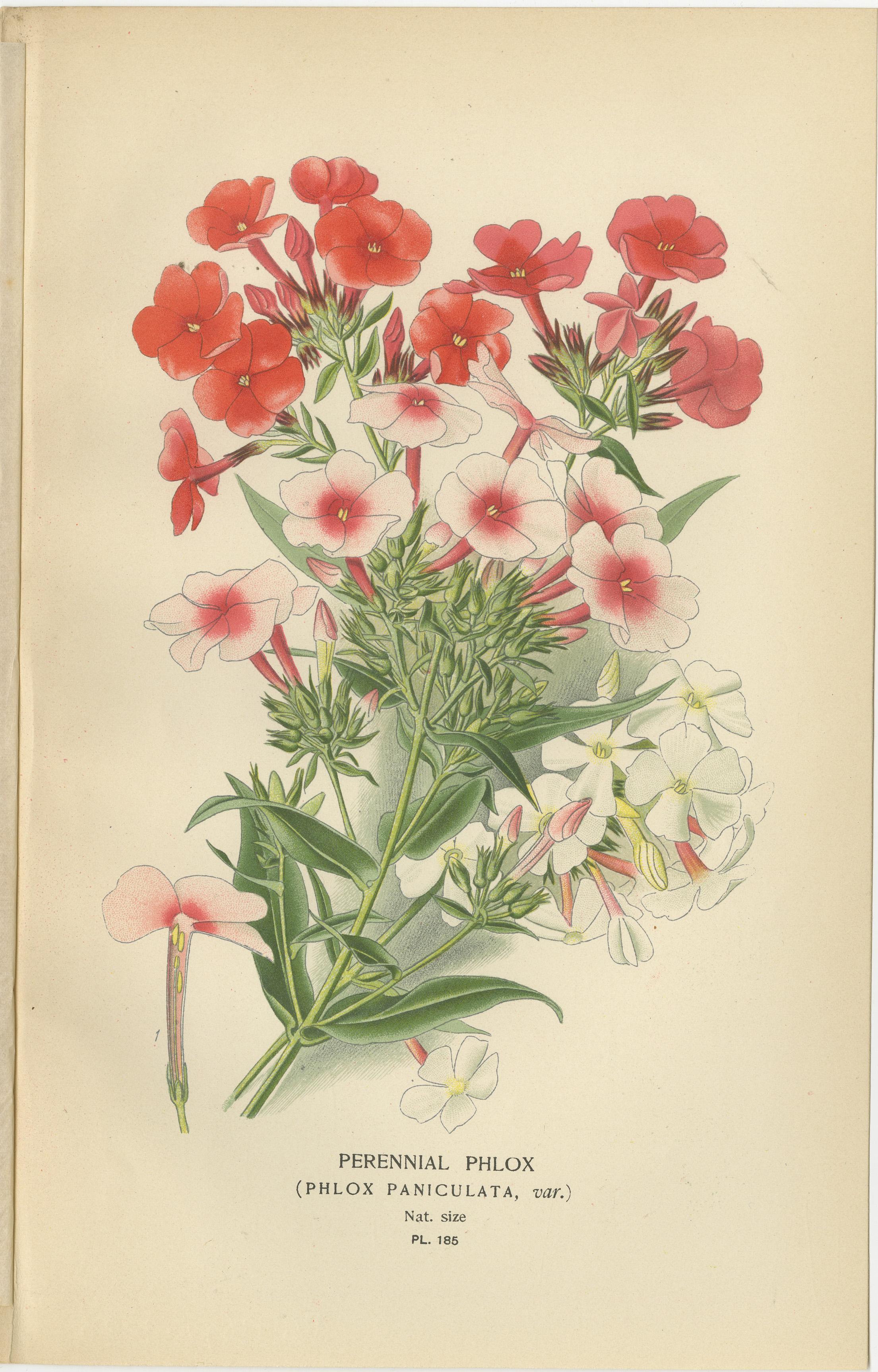 Titel: 1897 Botanische Drucke - Staudenphlox, Gilia-Sorten und Collomia  (Rote Trompetenblume)

Beschreibung:  Dieser Satz von vier botanischen Originaldrucken aus dem Jahr 1897 zeigt mehrjährigen Phlox (*Phlox paniculata*), Gilia (*Leptosiphon