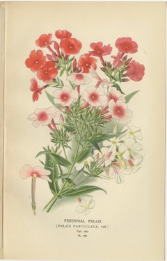 1897 Original Botanische Drucke - Staudenphlox, Gilia-Sorten und Collomia
