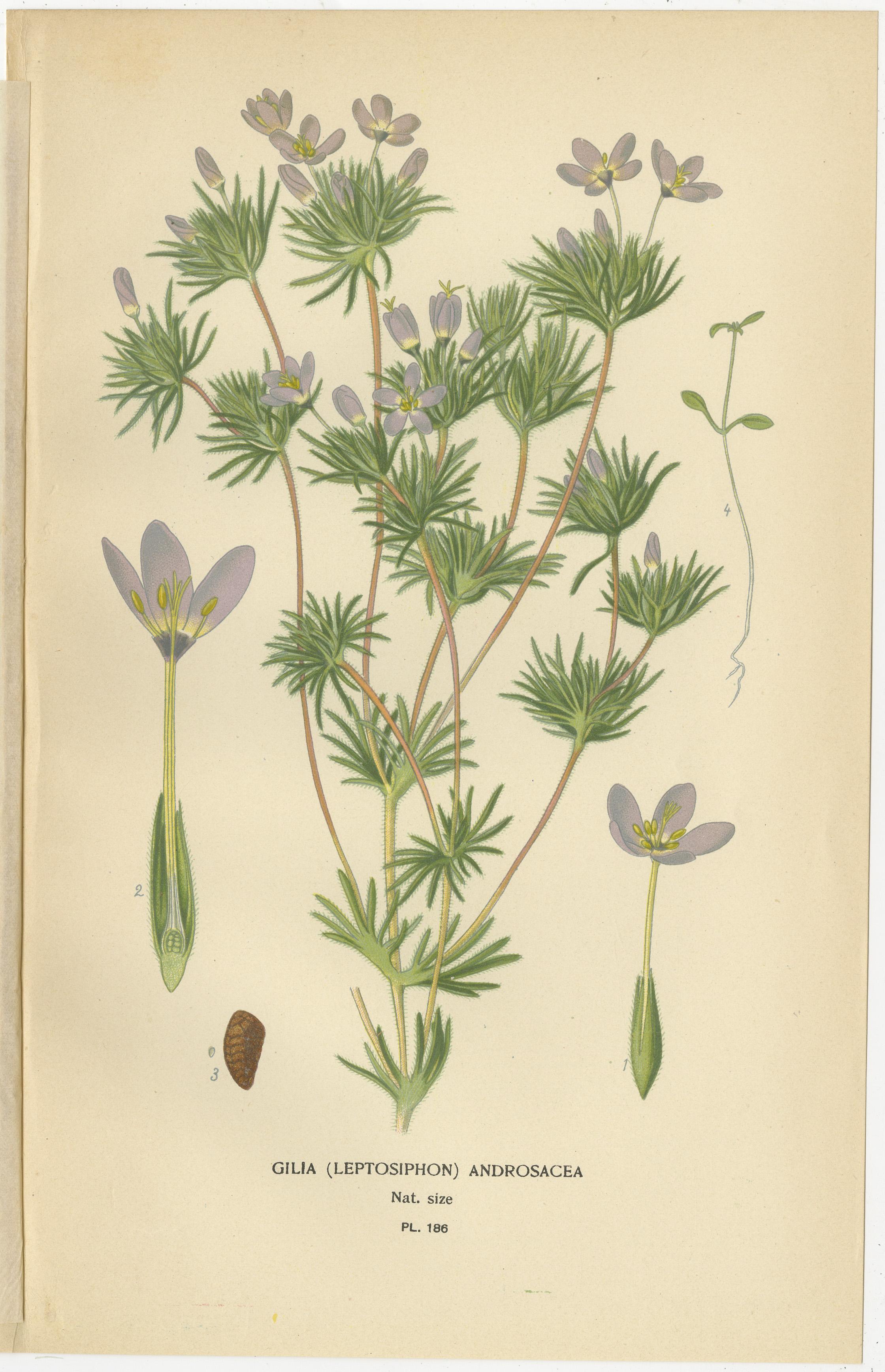 1897 Original Botanische Drucke - Staudenphlox, Gilia-Sorten und Collomia im Zustand „Gut“ im Angebot in Langweer, NL