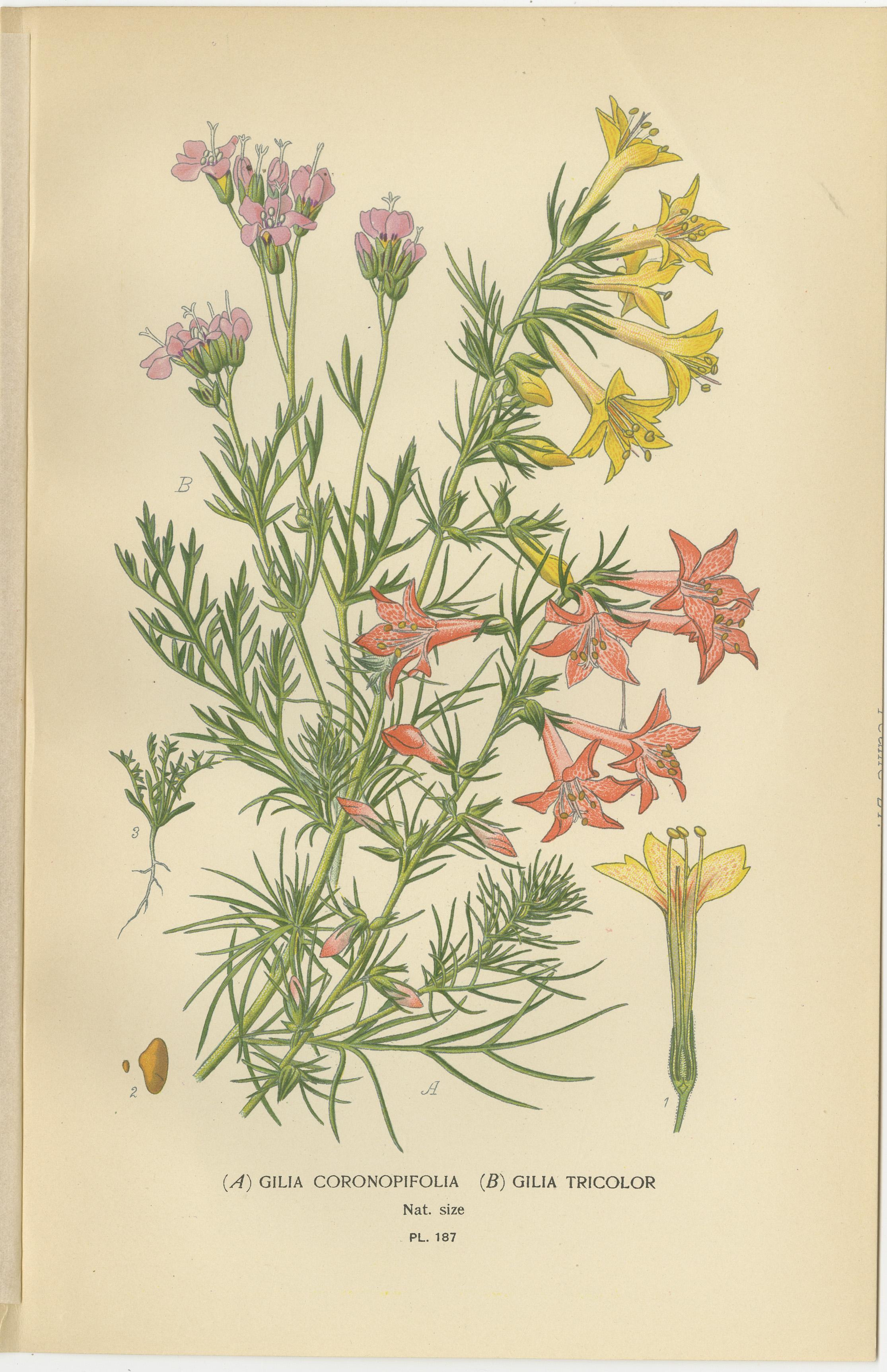 1897 Original Botanische Drucke - Staudenphlox, Gilia-Sorten und Collomia (Spätes 19. Jahrhundert) im Angebot