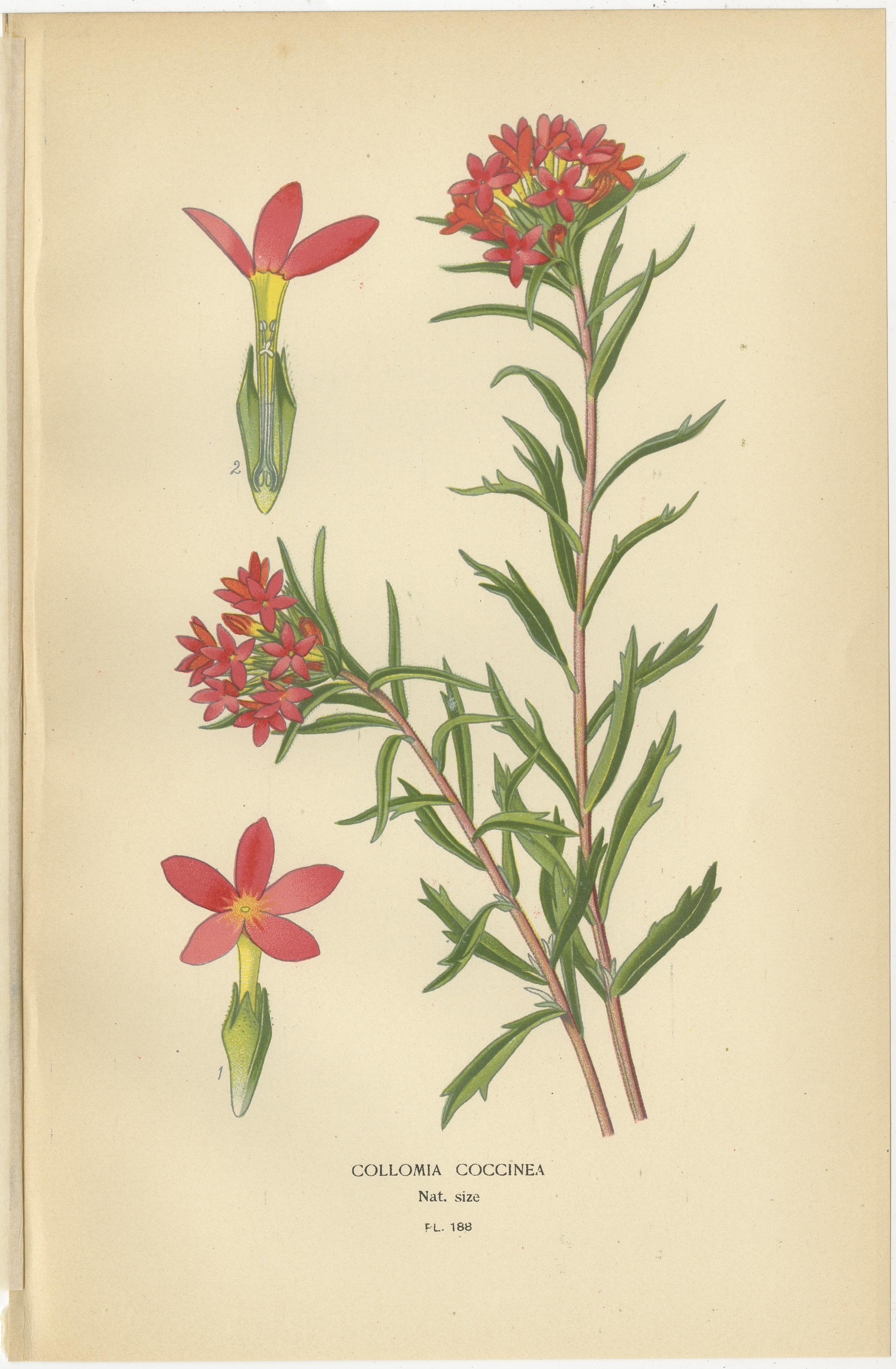 1897 Original Botanische Drucke - Staudenphlox, Gilia-Sorten und Collomia (Papier) im Angebot