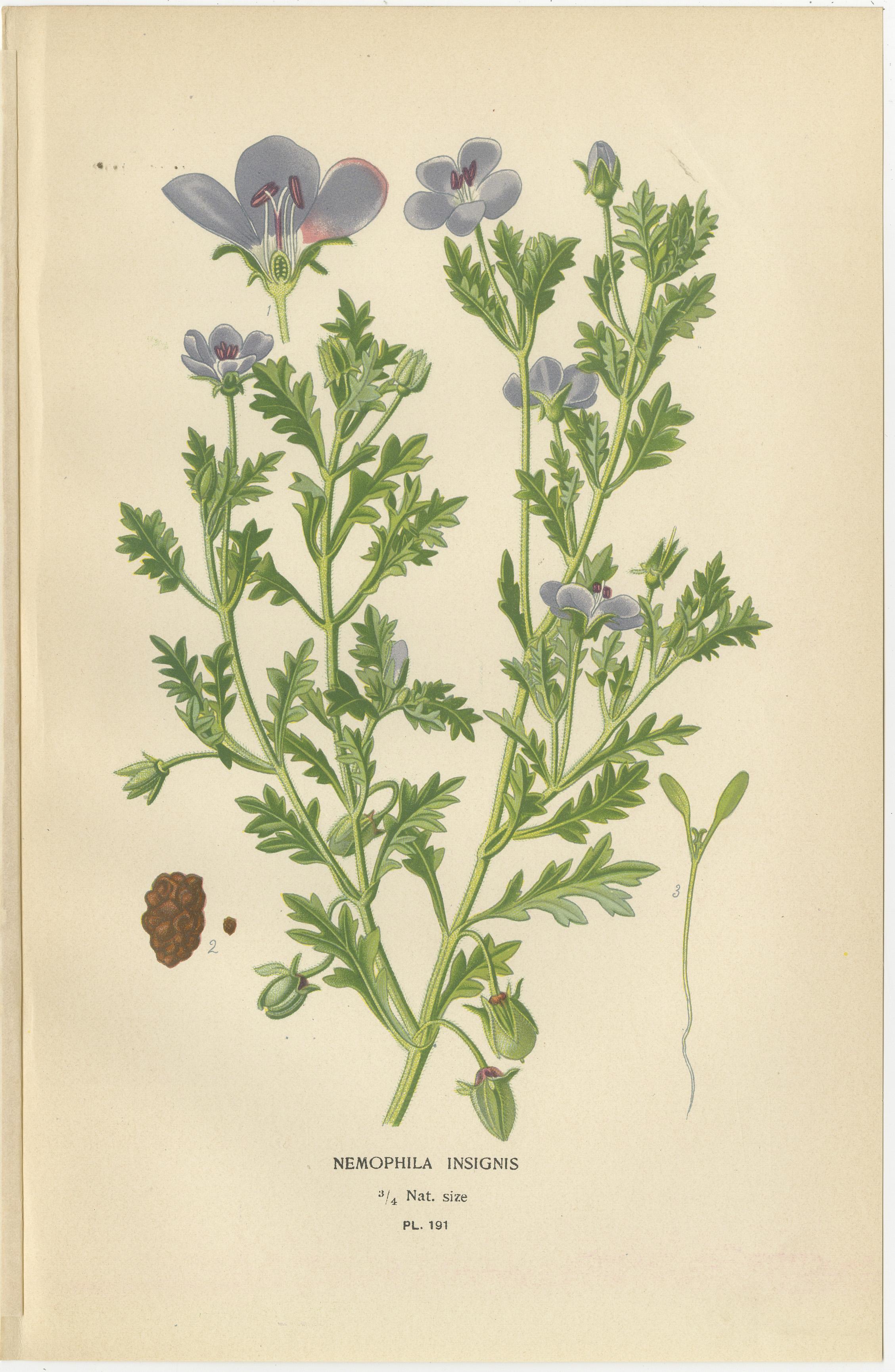 Title: 1897 Botanical Prints – Nemophila, Cherry Pie, and Venus' Navelwort  

This set of three original botanical prints from 1897 features nemophila (*Nemophila insignis*), cherry pie (*Heliotropium peruvianum*), and Venus' navelwort (*Omphalodes