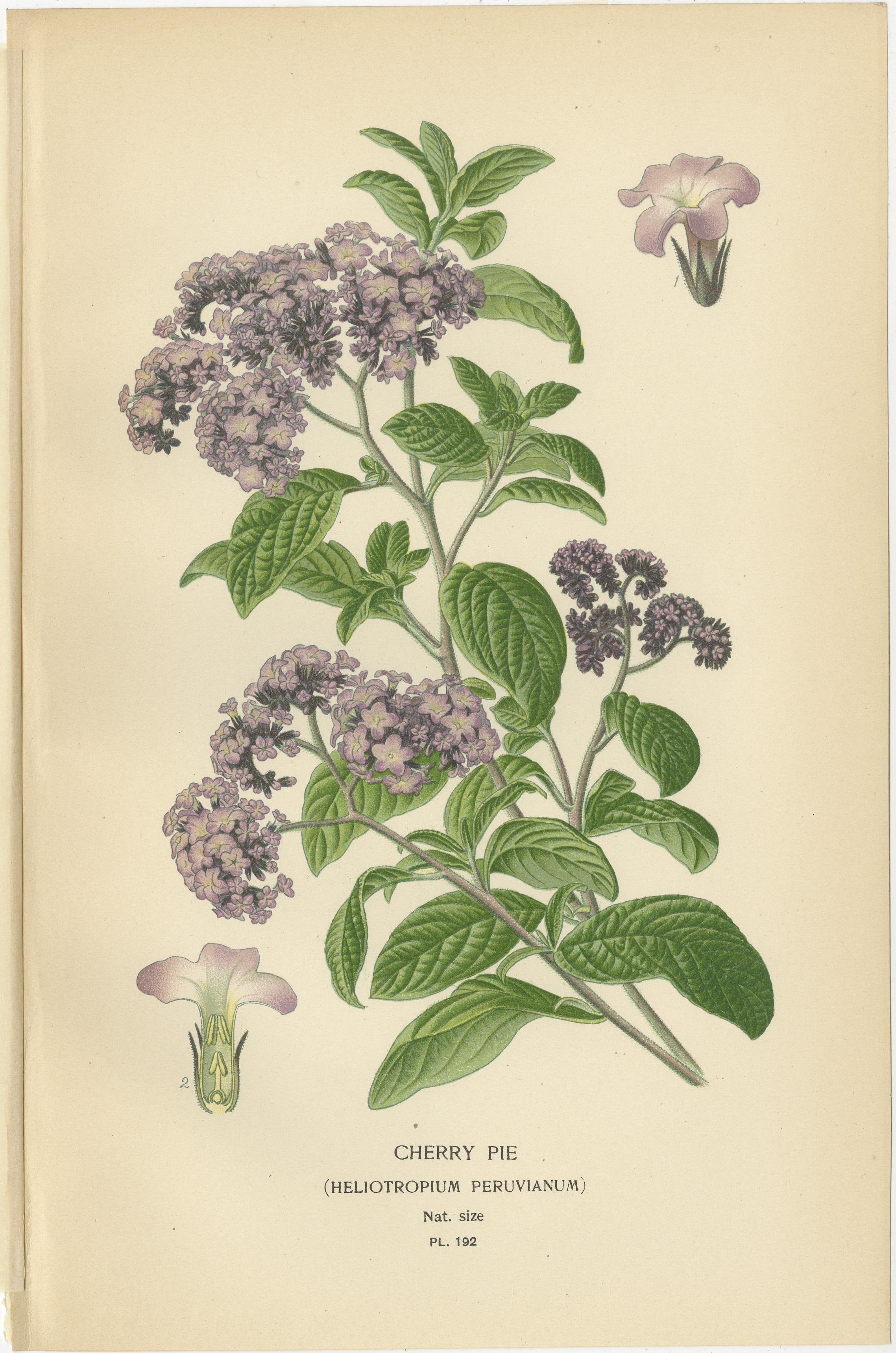 1897 Vibrant Botanical Prints – Baby Blue Eyes, Cherry Pie and Blue Eyed Mary In Good Condition For Sale In Langweer, NL