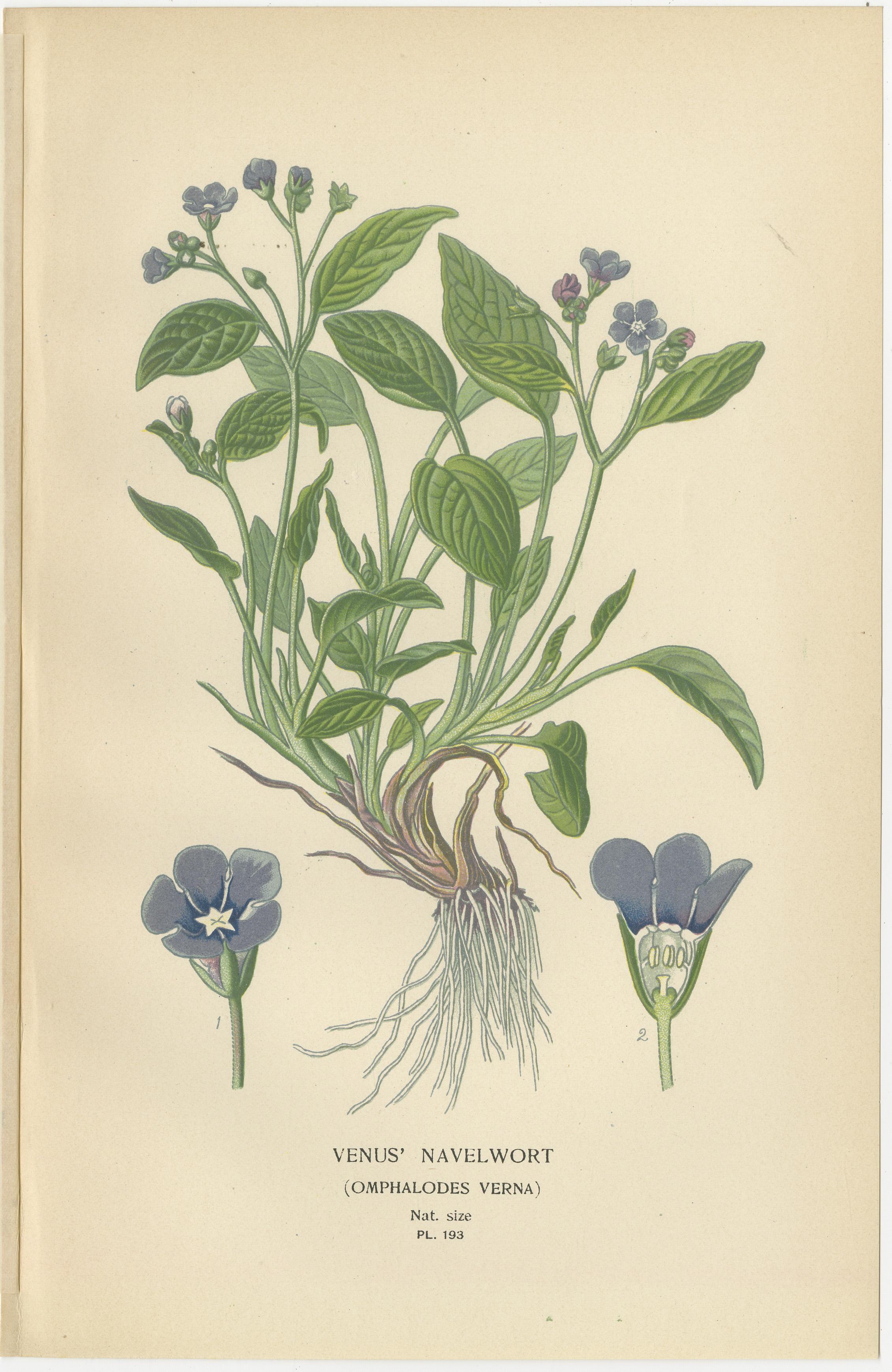 Late 19th Century 1897 Vibrant Botanical Prints – Baby Blue Eyes, Cherry Pie and Blue Eyed Mary For Sale