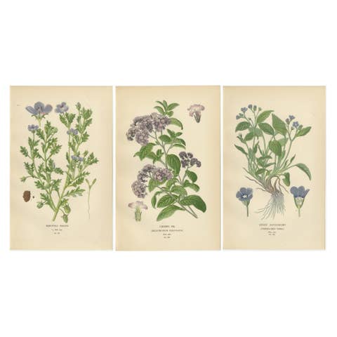 1897 Vibrant Botanical Prints – Baby Blue Eyes, Cherry Pie and Blue Eyed Mary
