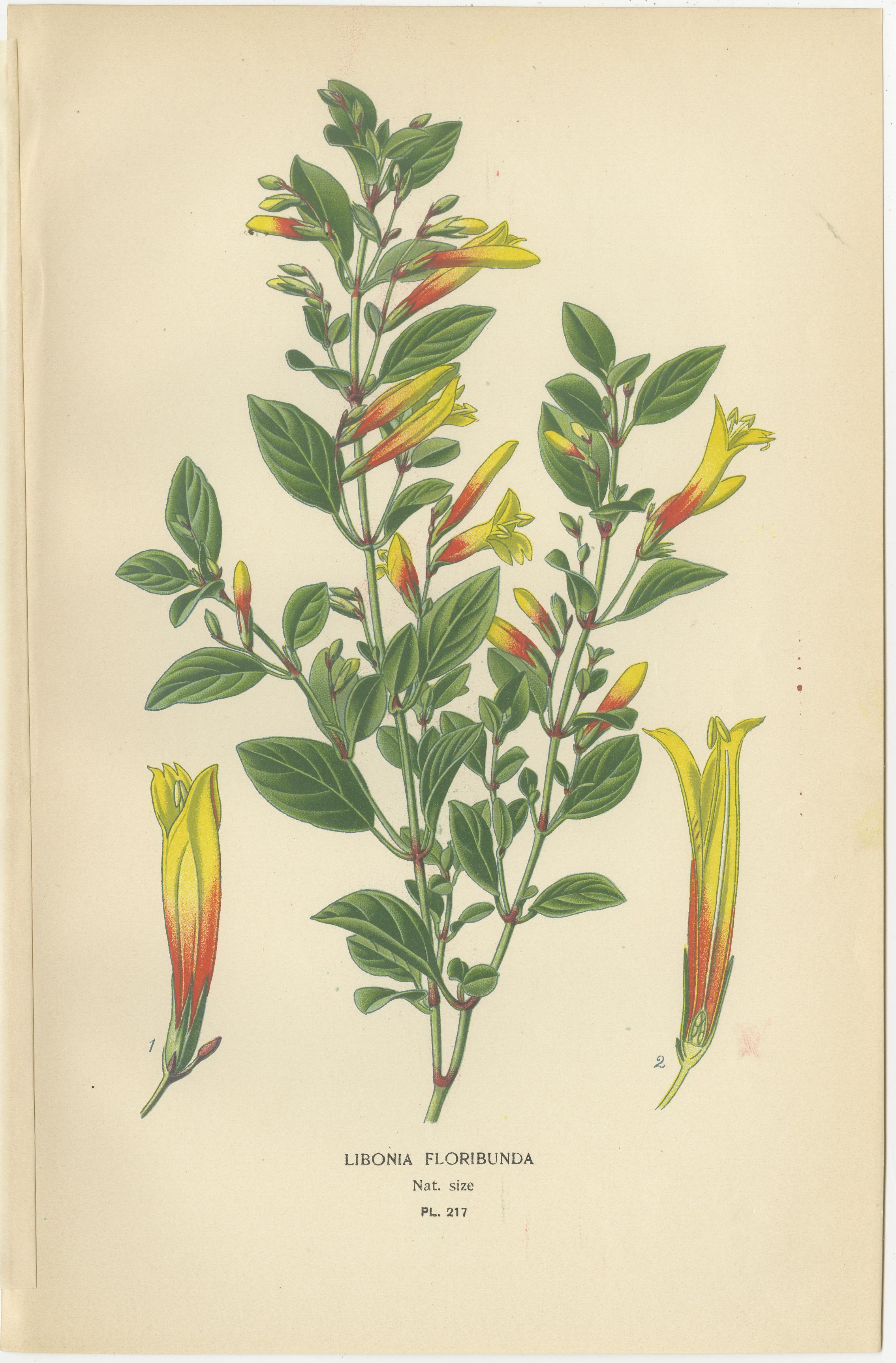 Titel: 1897 Botanische Drucke - Libonia, Myoporum, Lantana, Eisenkraut und Eisenkraut  
 
Dieser Satz von fünf botanischen Originaldrucken aus dem Jahr 1897 zeigt **Libonia floribunda**, **myoporum parvifolium**, **lantana camara**, **Verbena**