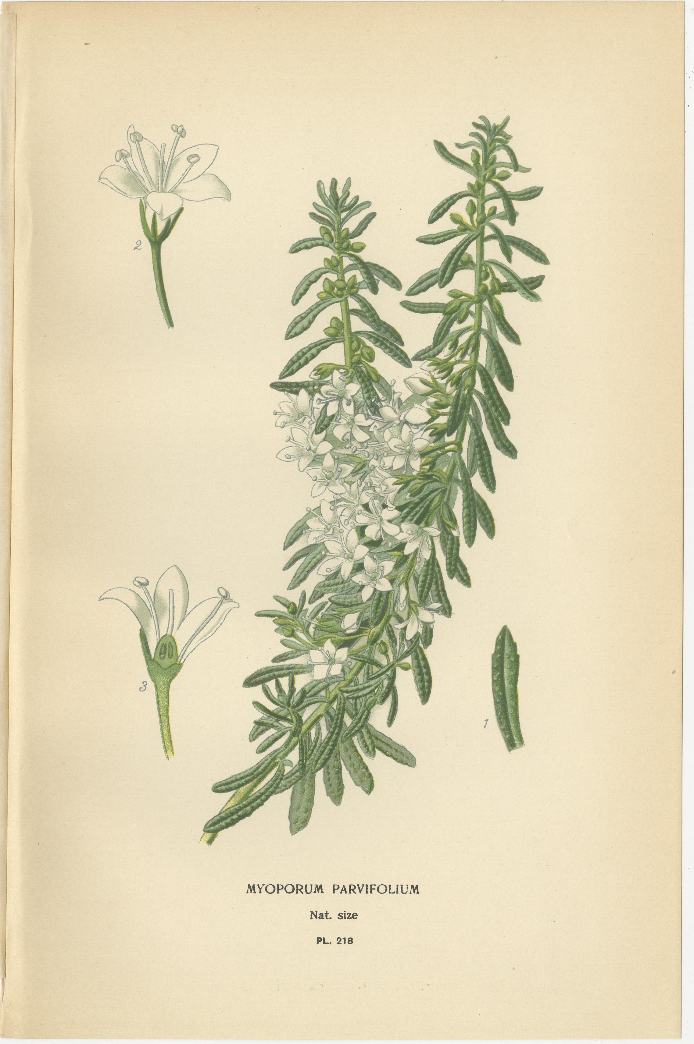 1897 Lebendige botanische Drucke - Libonia, Myoporum, Lantana, Eisenkraut und Eisenkraut im Zustand „Gut“ im Angebot in Langweer, NL