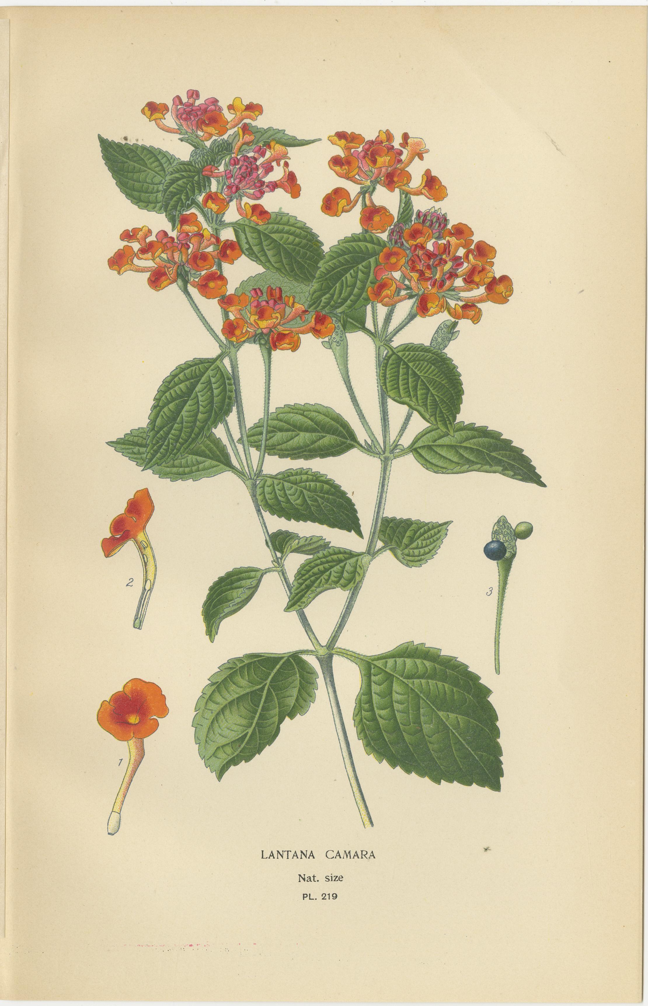 1897 Lebendige botanische Drucke - Libonia, Myoporum, Lantana, Eisenkraut und Eisenkraut (Spätes 19. Jahrhundert) im Angebot