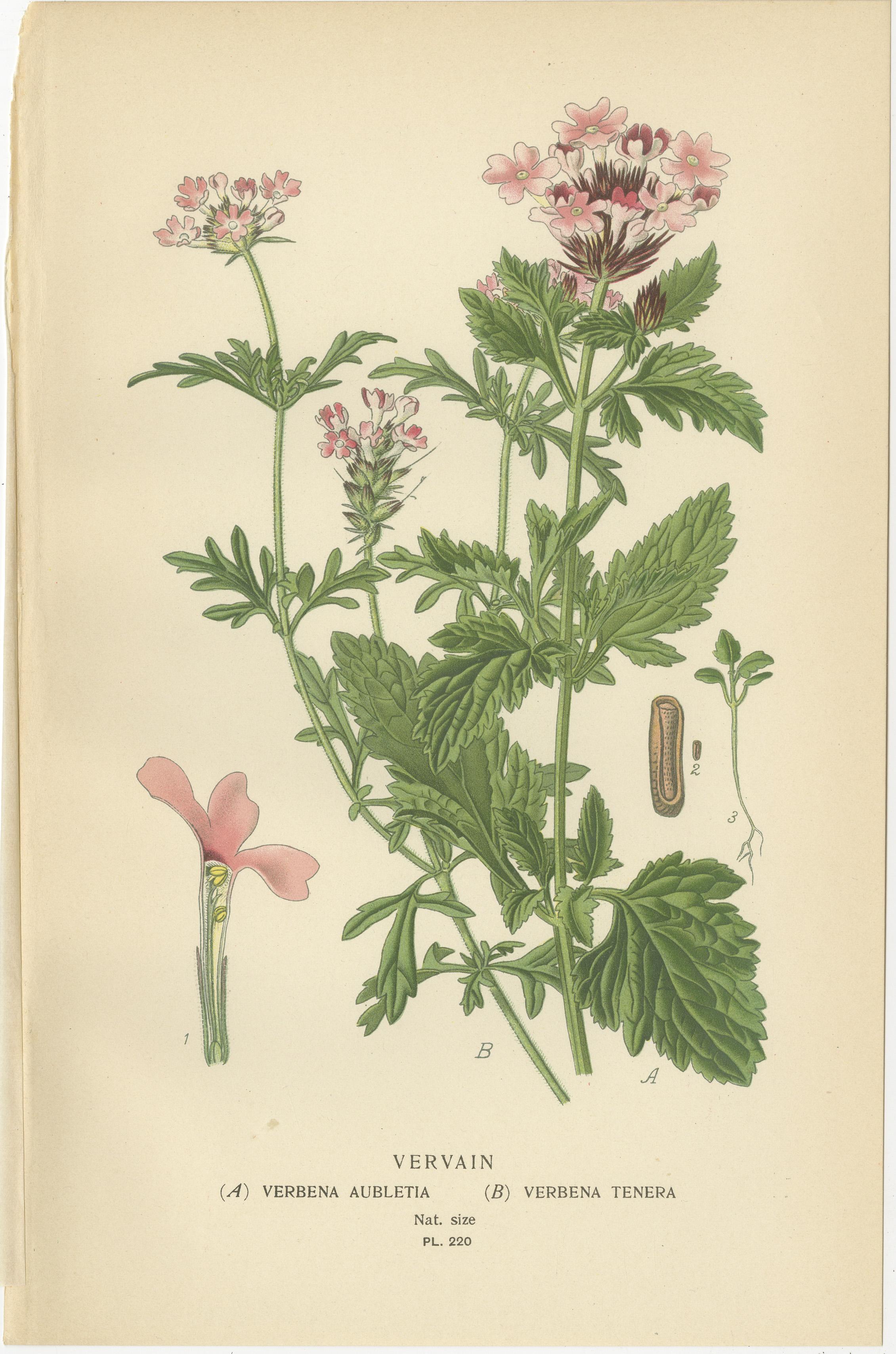 1897 Lebendige botanische Drucke - Libonia, Myoporum, Lantana, Eisenkraut und Eisenkraut (Papier) im Angebot