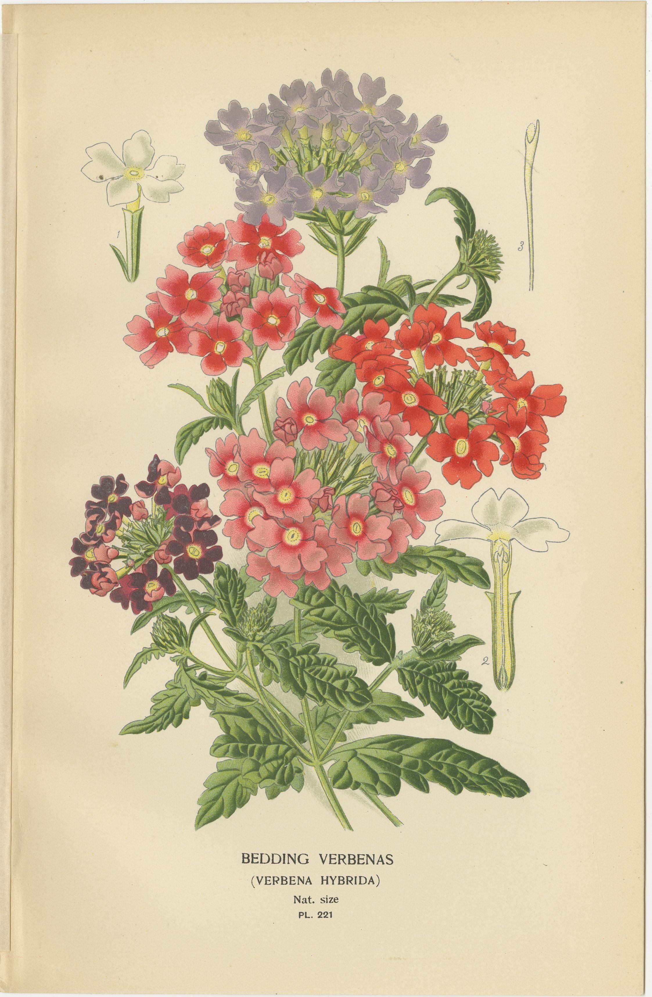 1897 Lebendige botanische Drucke - Libonia, Myoporum, Lantana, Eisenkraut und Eisenkraut im Angebot 1