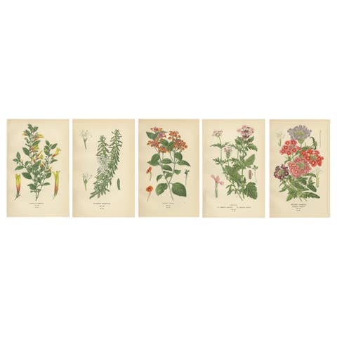 1897 Vibrant Botanical Prints – Libonia, Myoporum, Lantana, Vervain and Verbena