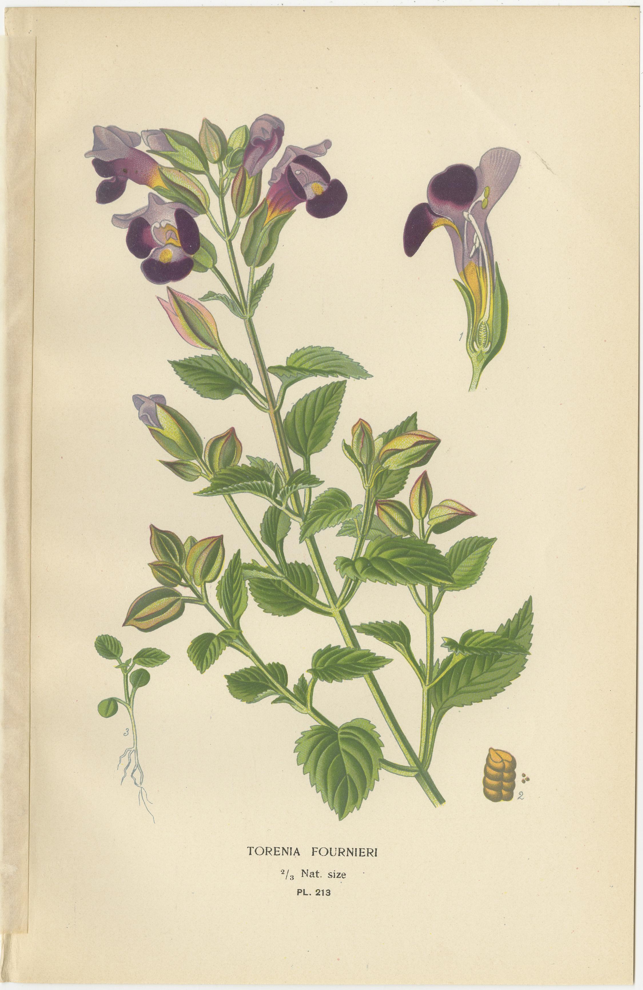 Titel: 1897 Botanische Drucke - Torenia, Ehrenpreis-Sorten und Eccremocarpus  

Diese Sammlung von vier botanischen Originaldrucken aus dem Jahr 1897 zeigt **Torenia fournieri**, **Strauchiger Ehrenpreis** (*Veronica speciosa*), **Langblättriger