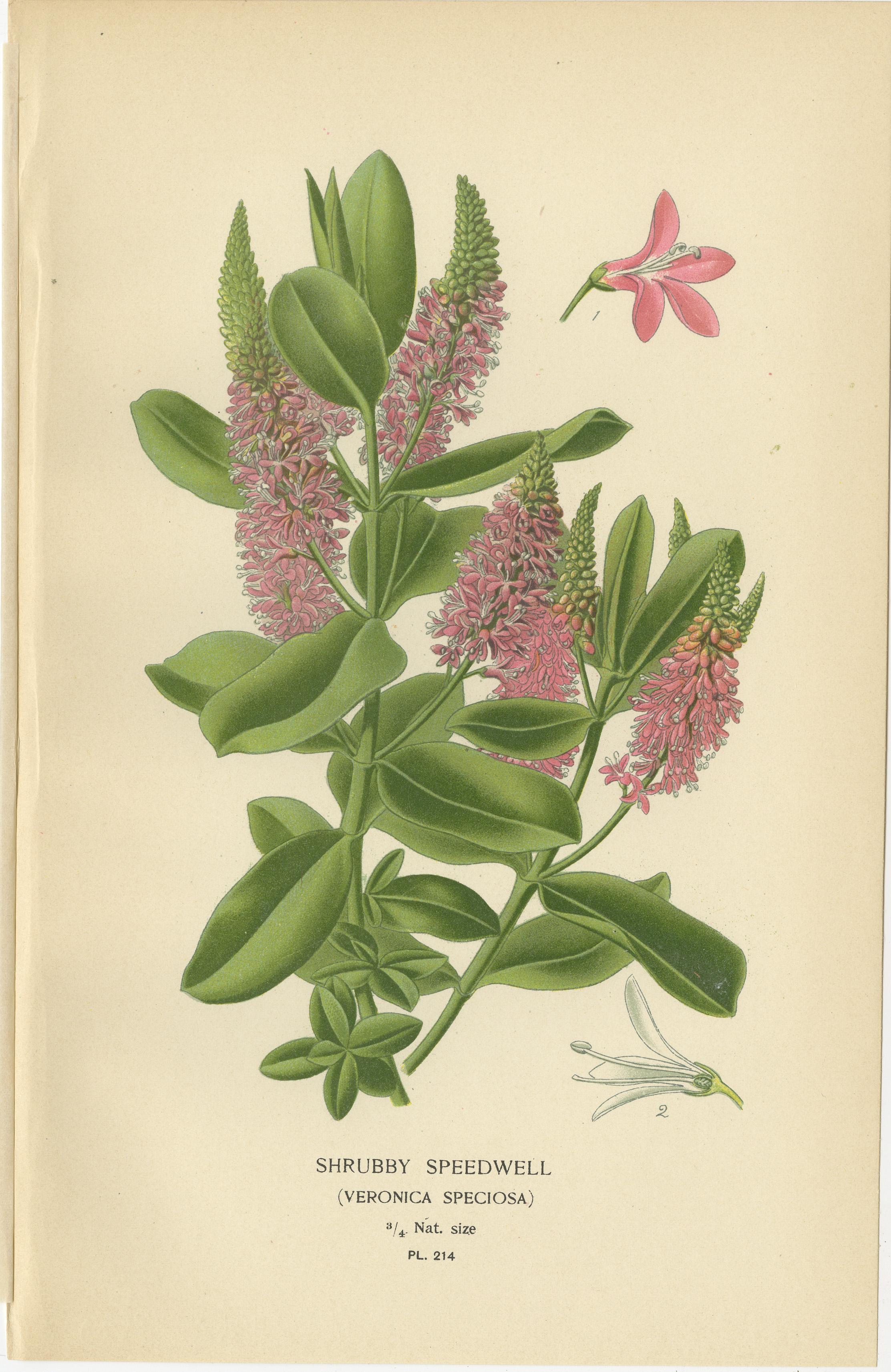 1897 Lebendige botanische Drucke - Torenia, Ehrenpreis-Sorten und Eccremocarpus im Zustand „Gut“ im Angebot in Langweer, NL