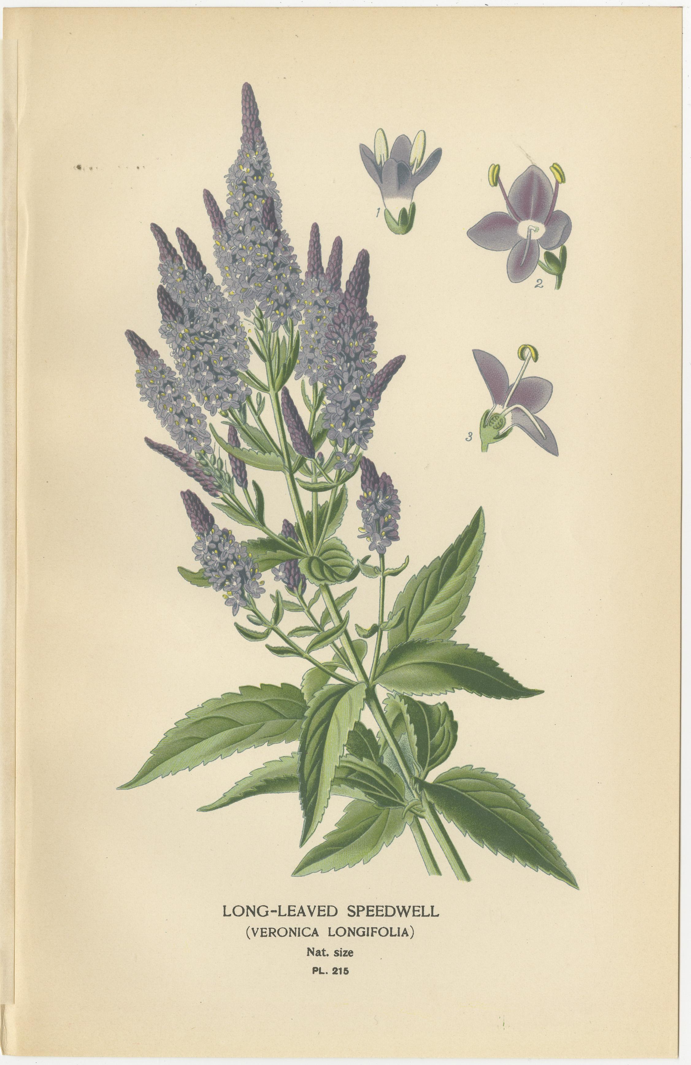 1897 Lebendige botanische Drucke - Torenia, Ehrenpreis-Sorten und Eccremocarpus (Spätes 19. Jahrhundert) im Angebot
