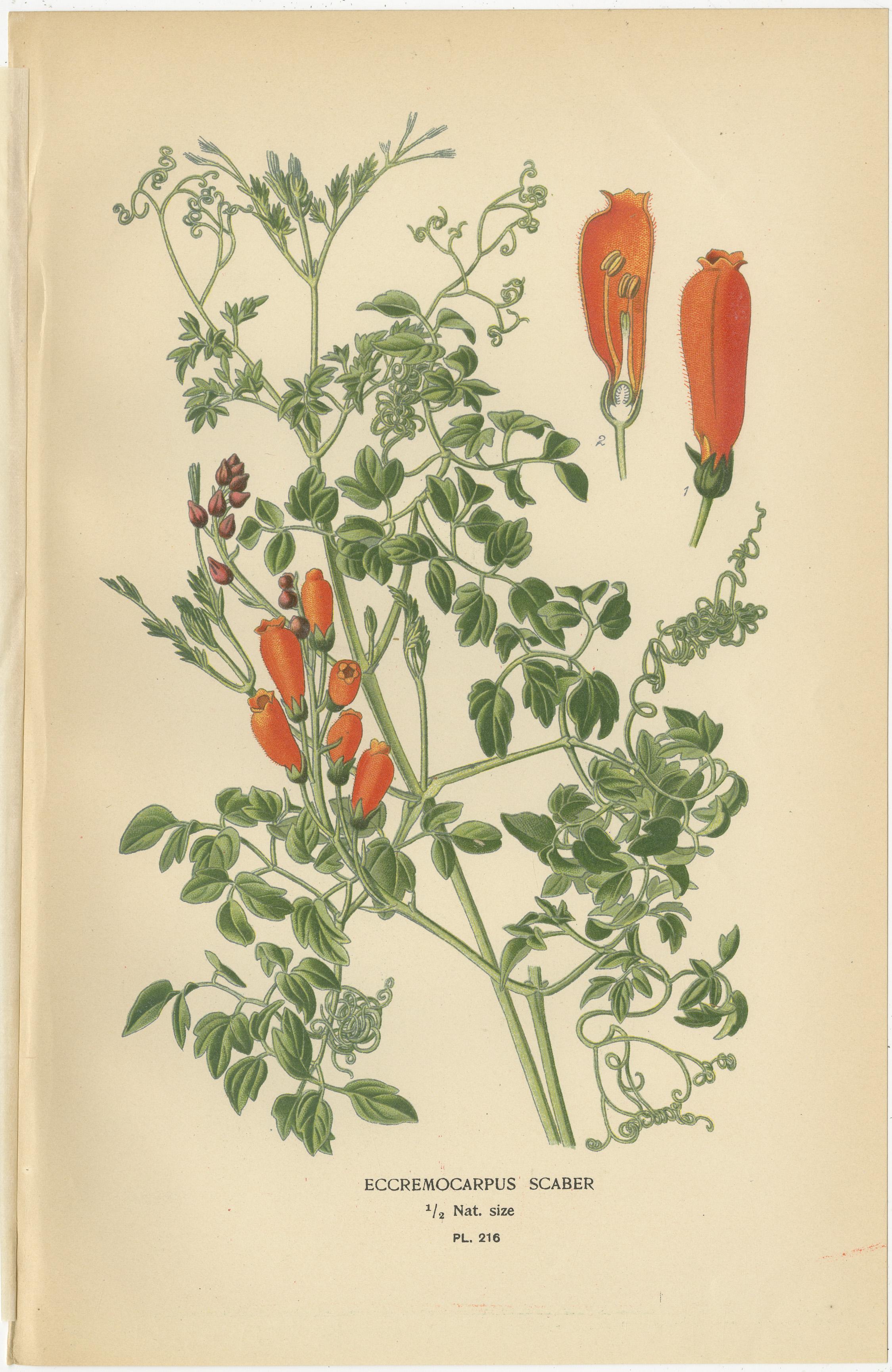 1897 Lebendige botanische Drucke - Torenia, Ehrenpreis-Sorten und Eccremocarpus (Papier) im Angebot