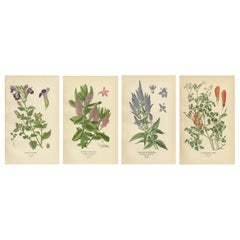 1897 Vibrant Botanical Prints – Torenia, Speedwell Varieties, and Eccremocarpus
