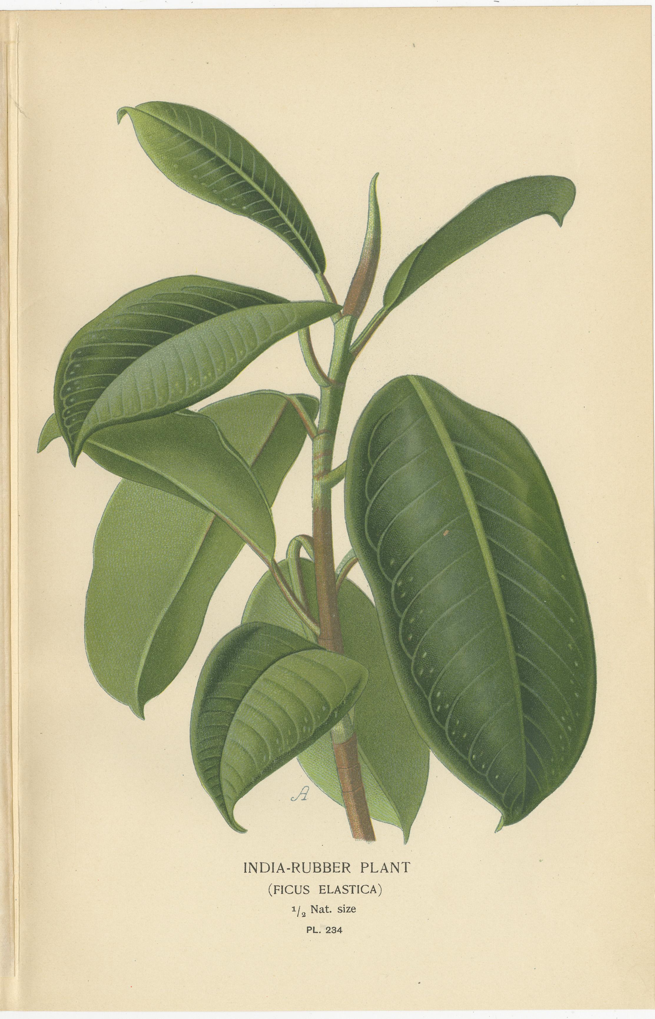 1897 Viktorianischer botanischer Druck - Indischer Gummibaum (Ficus Elastica) im Zustand „Gut“ im Angebot in Langweer, NL