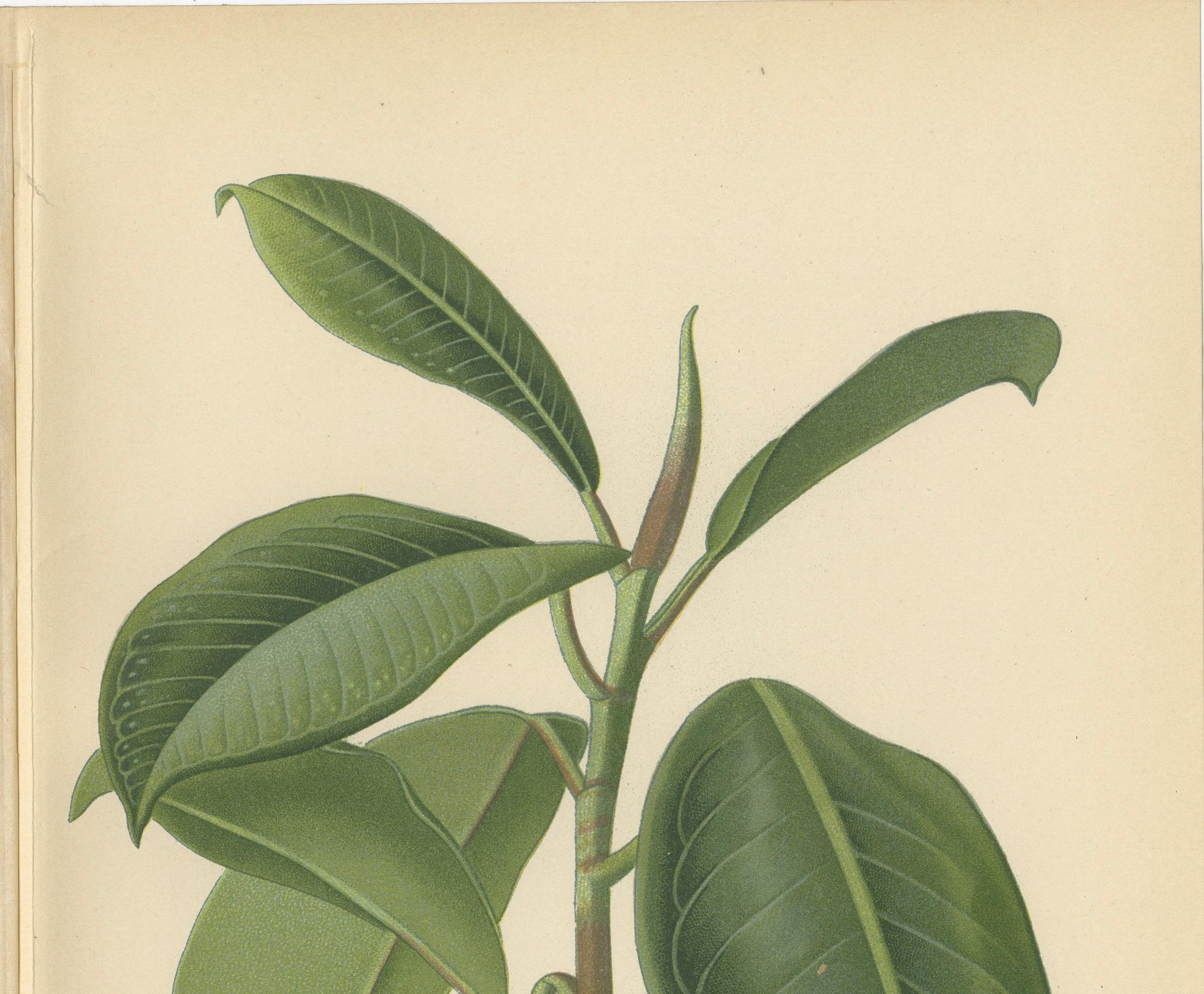 Paper 1897 Victorian Botanical Print – India-Rubber Plant (Ficus Elastica) For Sale