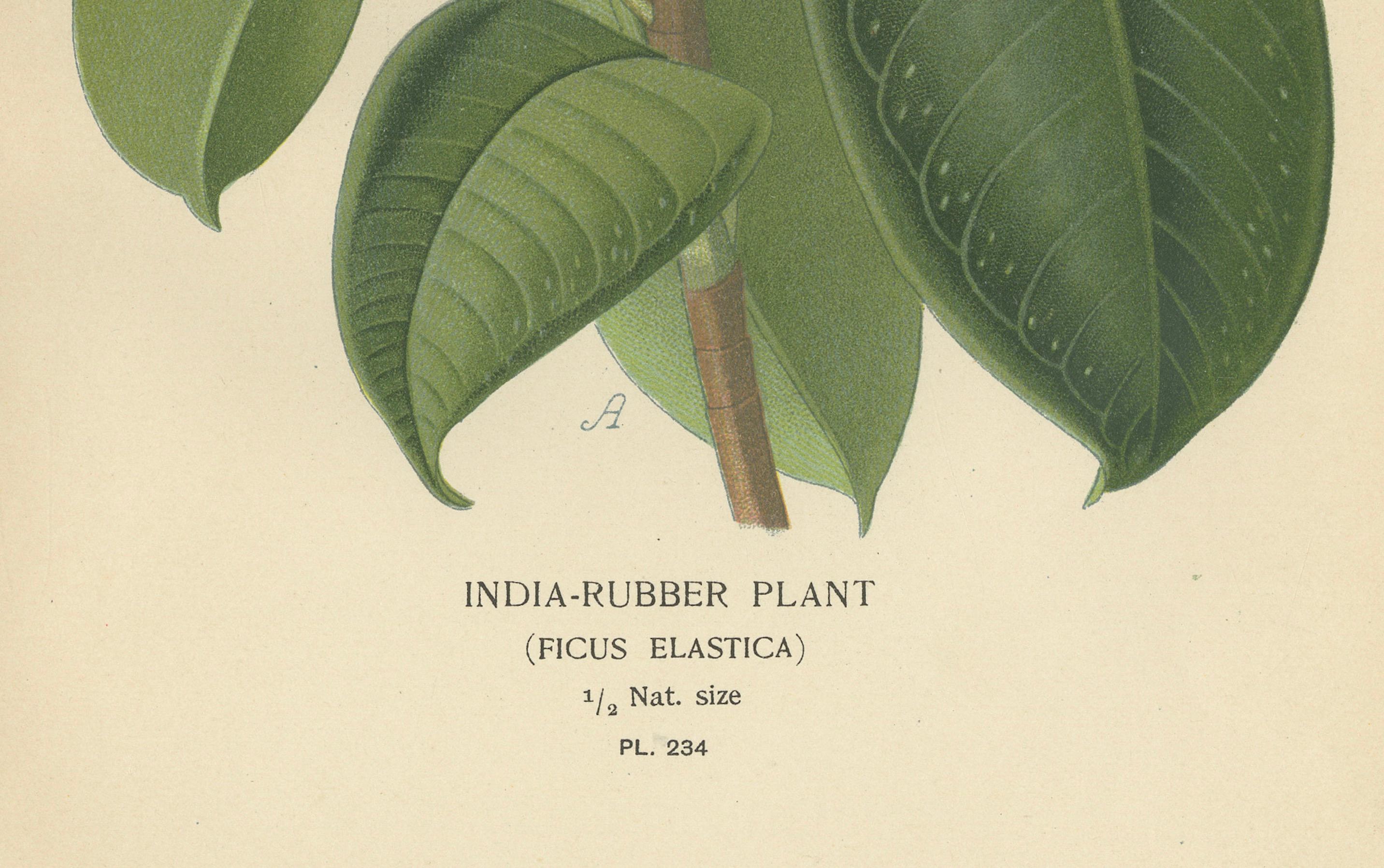 1897 Victorian Botanical Print – India-Rubber Plant (Ficus Elastica) For Sale 1