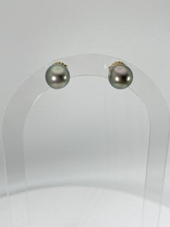 18K Yellow Gold Tahitian Pearl Studs